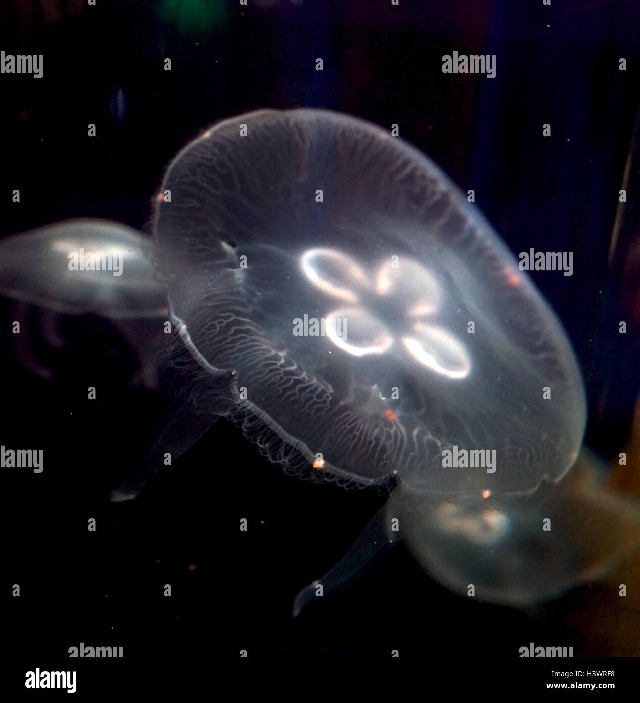 Moon Jelly, Jellyfish. Jellyfish are the major non-polyp form of individuals of the phylum Cnidaria. They are typified as free-swimming marine animals consisting of a gelatinous umbrella-shaped bell and trailing tentacles. The bell can pulsate for locomotion, while stinging tentacles can be used to capture prey. Stock Photo