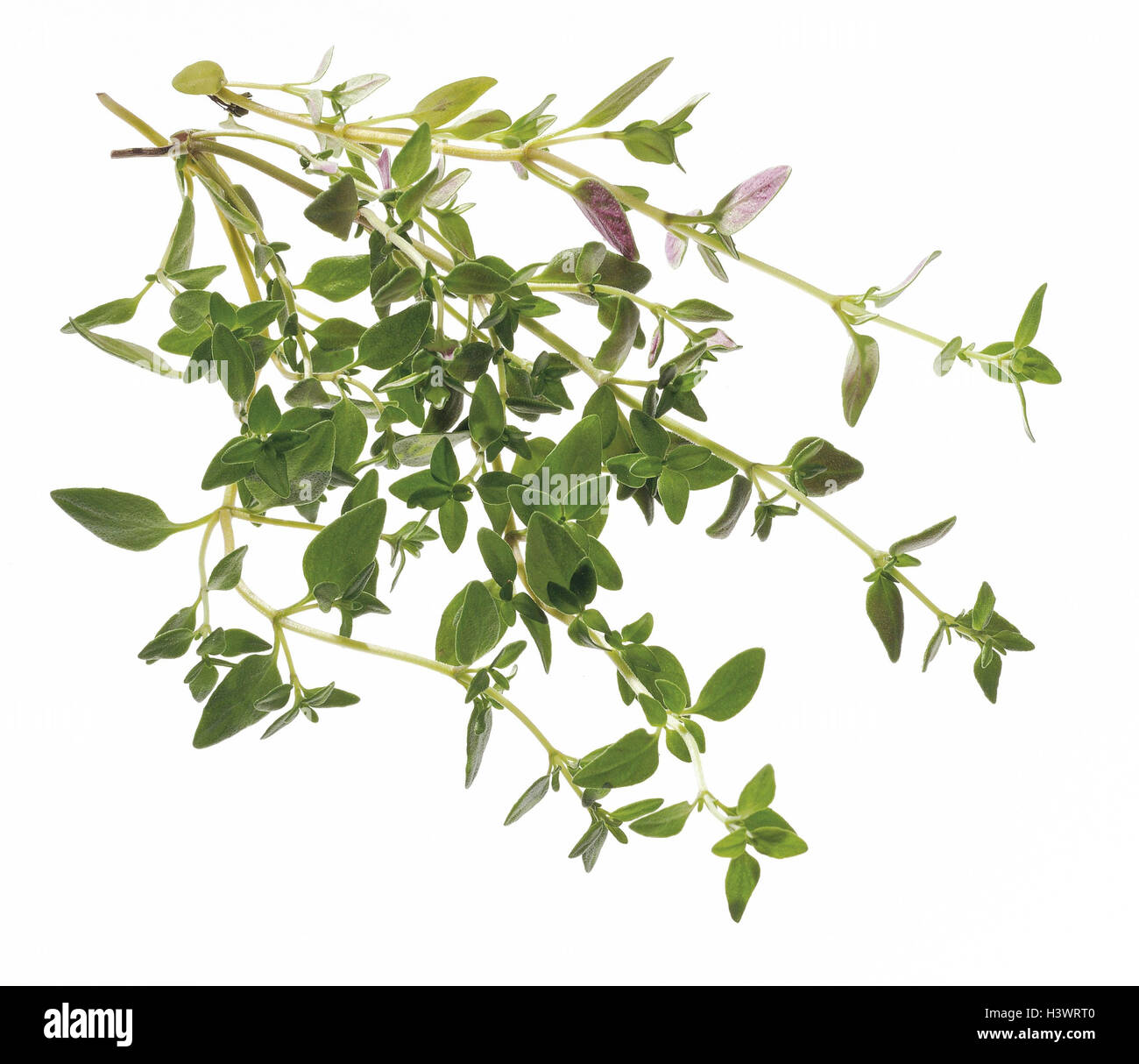 Real thyme thymus vulgaris Cut Out Stock Images & Pictures Alamy