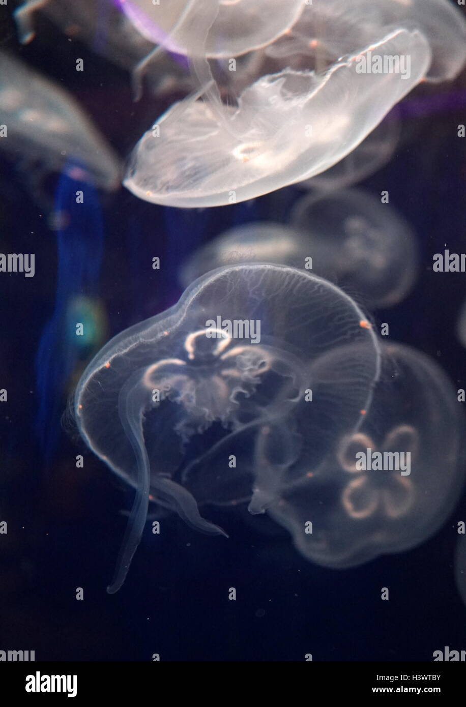 Aurelia aurita, a translucent jellyfish which is recognized by its four horseshoe -shaped gonads, which are visible through the top of the bell. Dated 21st Century Stock Photo