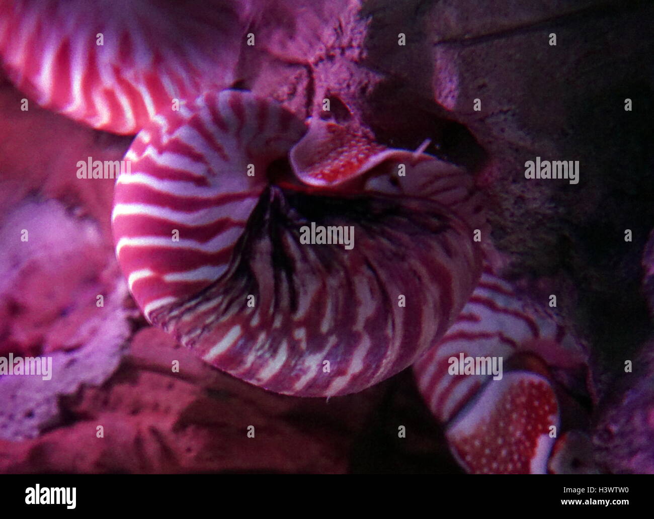 Nautilus pompilius (Chambered nautilus) a genus of cephalopods in the family Nautilidae. Dated 21st Century Stock Photo