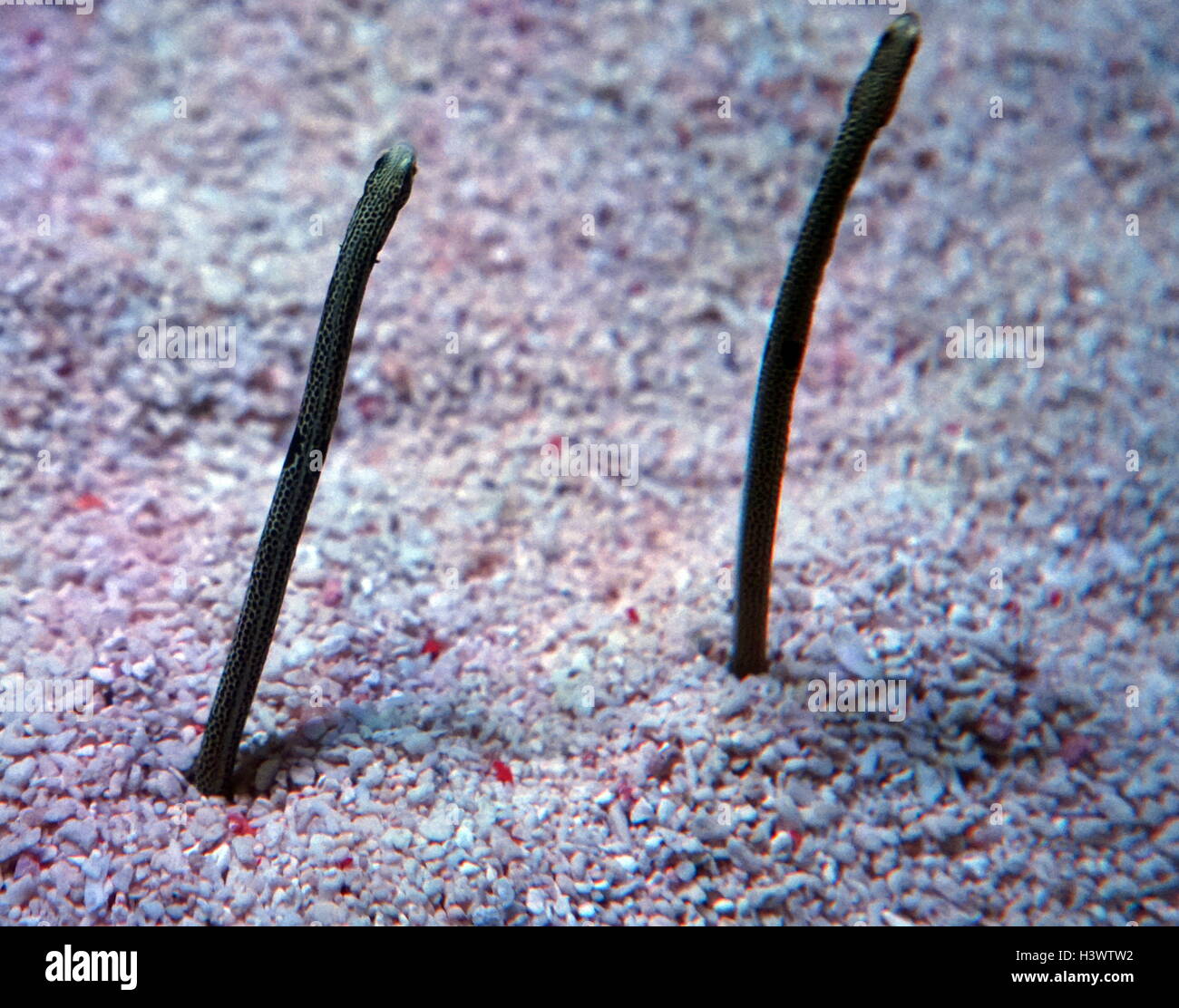 Taenioconger hassi (Spotted Garden Eel), a Moray Eel from the Western Atlantic. Dated 21st Century Stock Photo