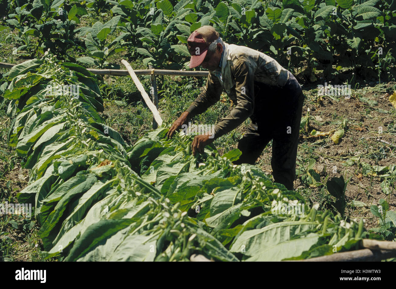 Cuba, tobacco plantation, man, work, outside, tobacco construction, tobacco  cultivation, tobacco industry, tobacco plants, hang up, Nicotinia, tobacco,  Solanaceae, harvest Stock Photo