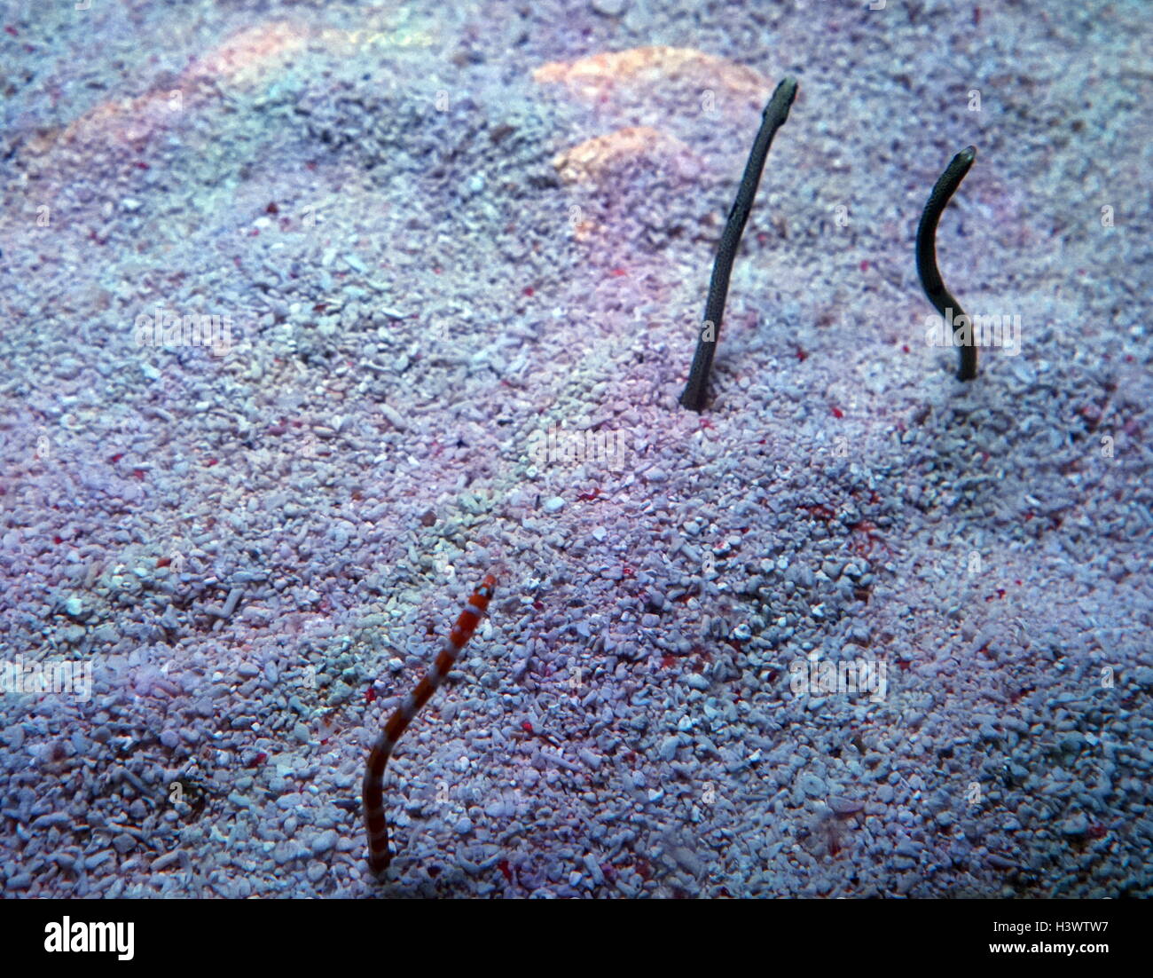 Taenioconger hassi (Spotted Garden Eel), a Moray Eel from the Western Atlantic. Dated 21st Century Stock Photo