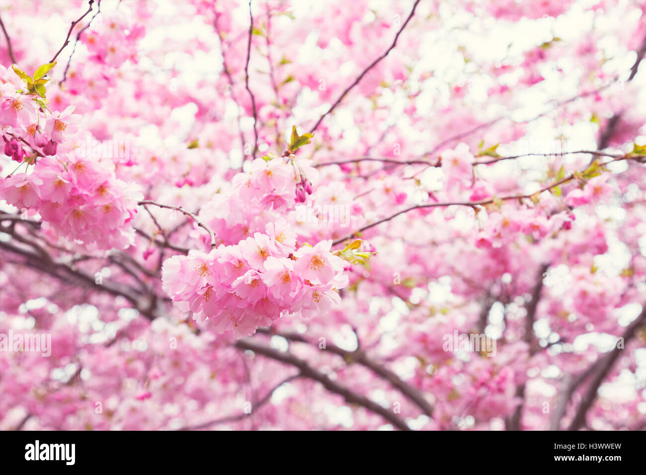 A pink cherry blossom pagoda takes inspiration from the delicate beaut