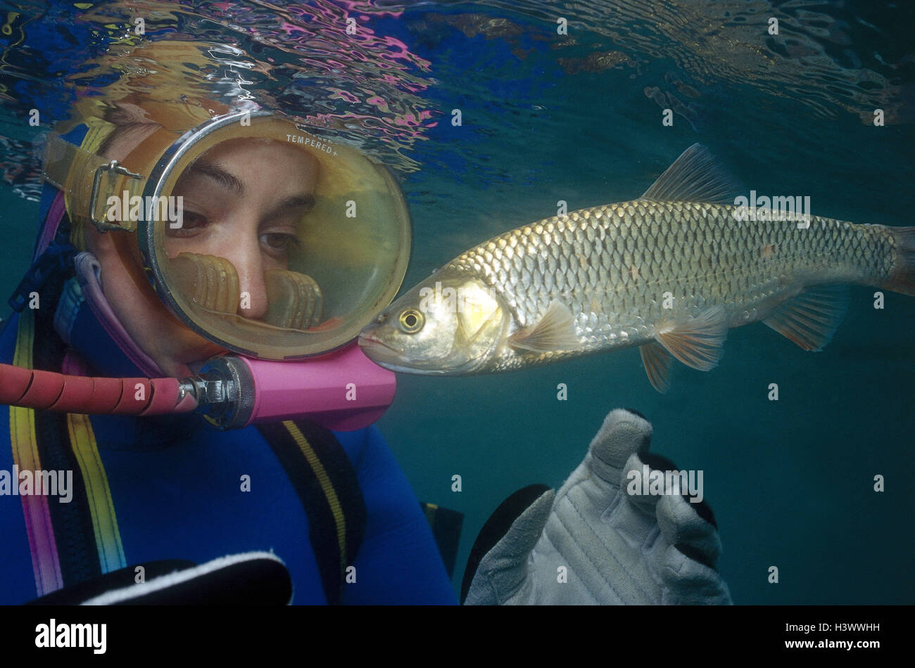 Underwater recording, diver, fish, chub, Leuciscus cephalus, underwater