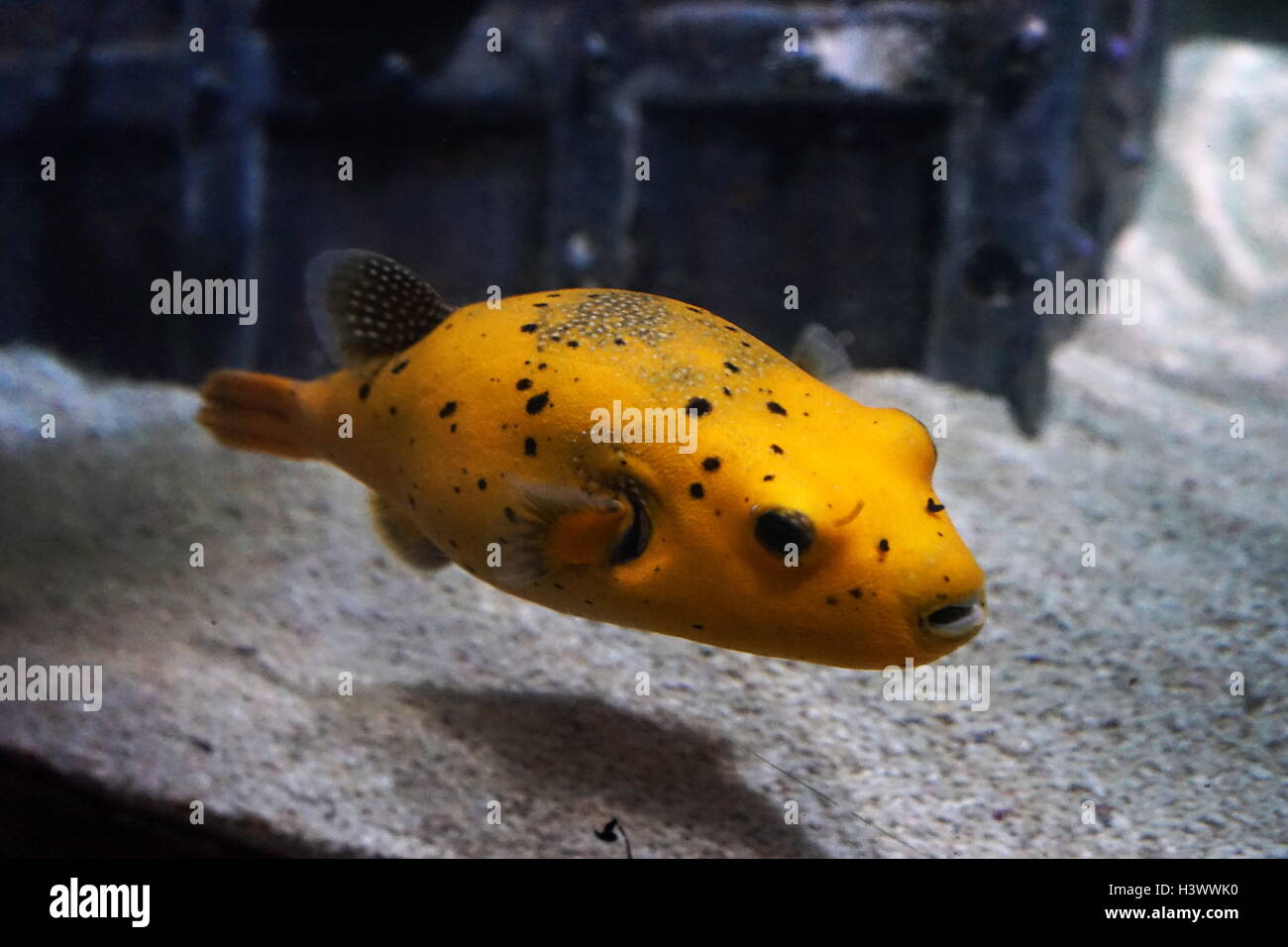 Pufferfish, a member of the Tetraodontidae family, and the majority of