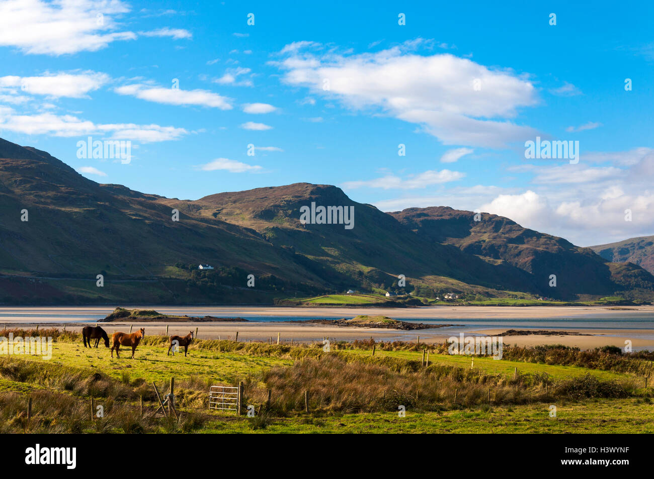 Ardara, County Donegal, Ireland weather. October 12th 2016. Horses graze in a meadow on Ireland's 'Wild Atlantic Way' by the coast on Loughros Point. Credit:  Richard Wayman/Alamy Live News Stock Photo