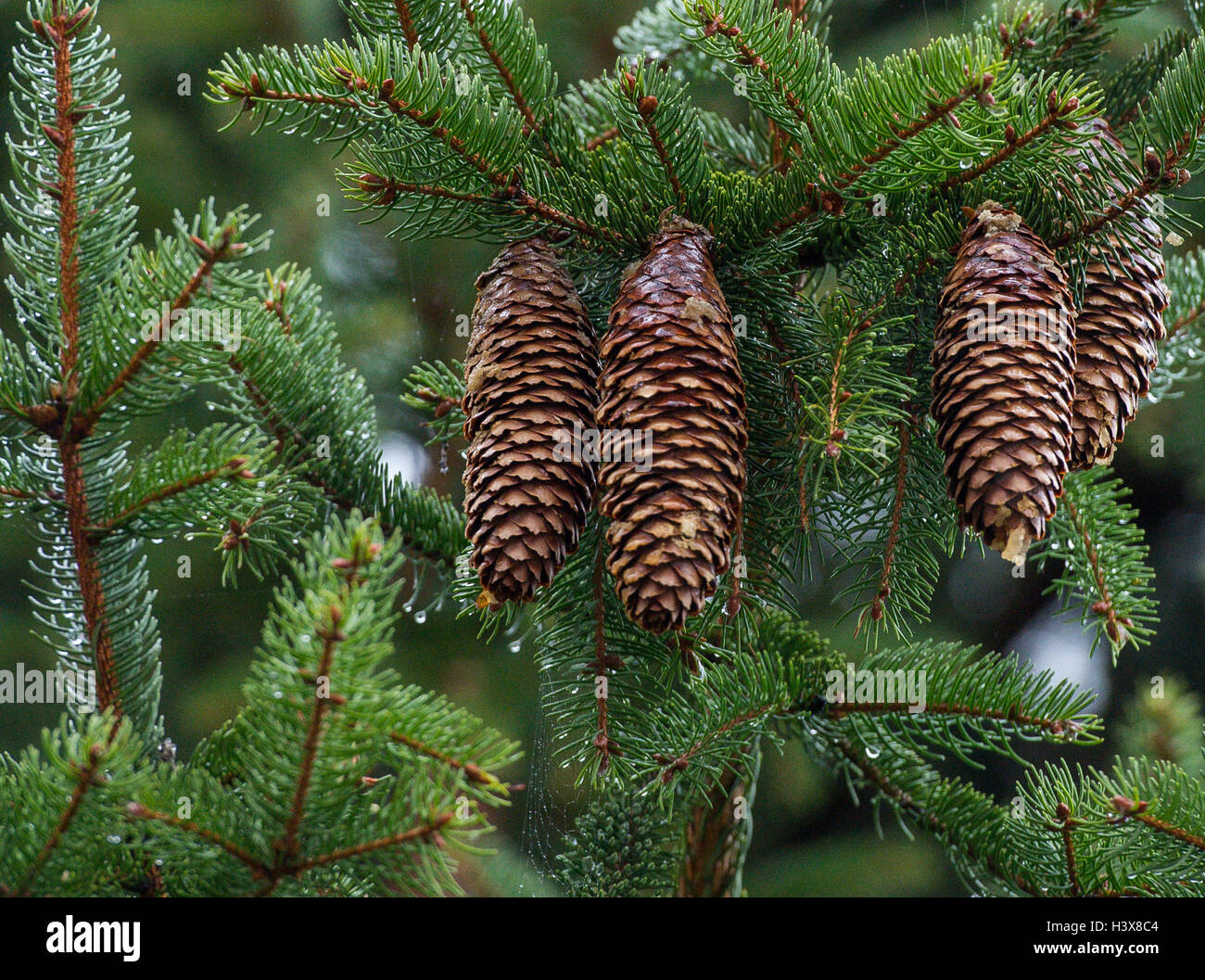 Sieversdorf, Germany. 12th Oct, 2016. The cones and needles of a spruce (Picea abies) are wet from the rain in Sieversdorf, Germany, 12 October 2016. PHOTO: PATRICK PLEUL/dpa/Alamy Live News Stock Photo