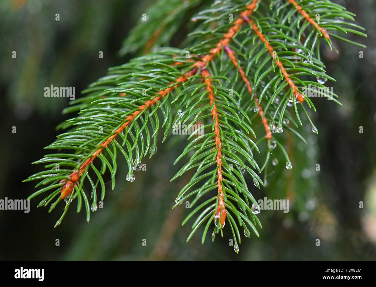 Sieversdorf, Germany. 12th Oct, 2016. The cones and needles of a spruce (Picea abies) are wet from the rain in Sieversdorf, Germany, 12 October 2016. PHOTO: PATRICK PLEUL/dpa/Alamy Live News Stock Photo