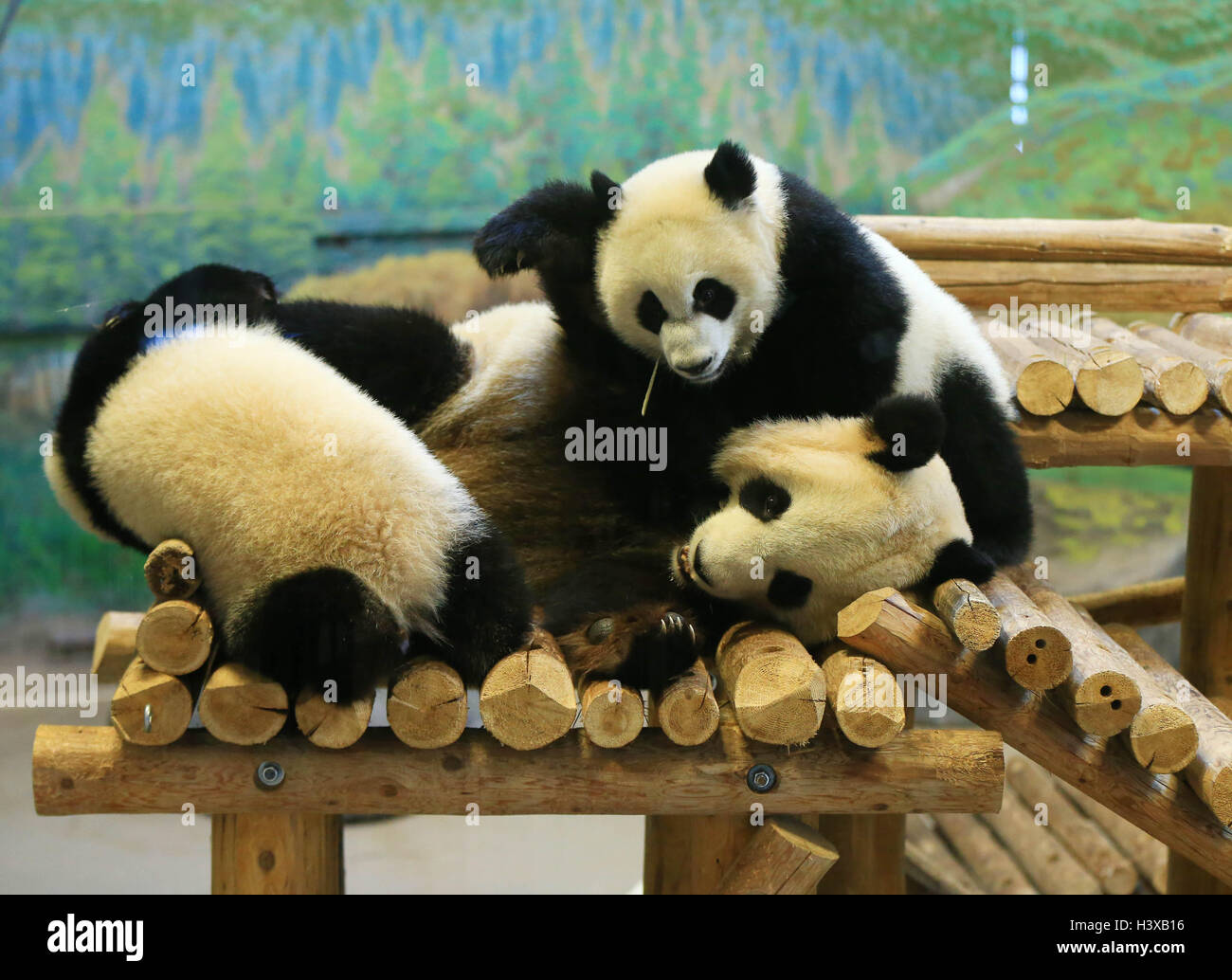 панди панди. панда в природе. панда жует бамбук. где есть панды. большая панда с бамбуком.