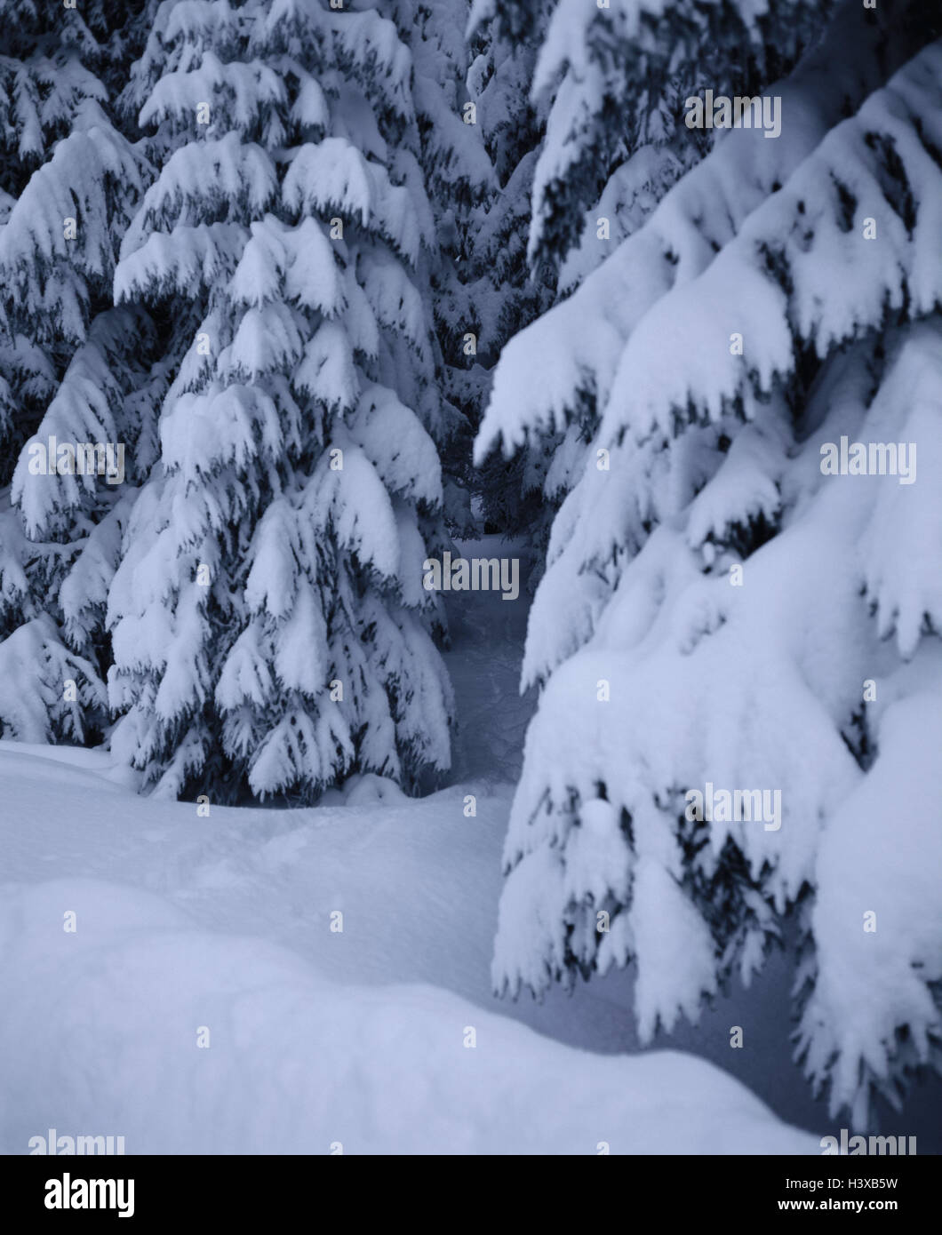 Wood, conifers, near, winter, trees, detail, snow, coniferous forest, winter scenery, Stock Photo