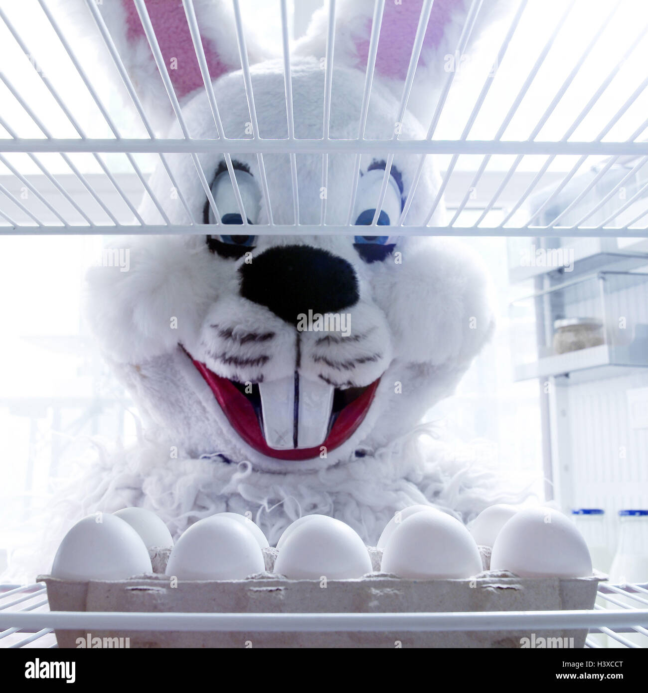 Refrigerator, Eierschachtel,,  Easter bunny, portrait,  Easter, Easter, hare, disguises, disguise, child beliefs, eggs, Easter eggs, unbemalt, gets, chills, refrigeration, durability, merrily, humor, humorously, fun Stock Photo