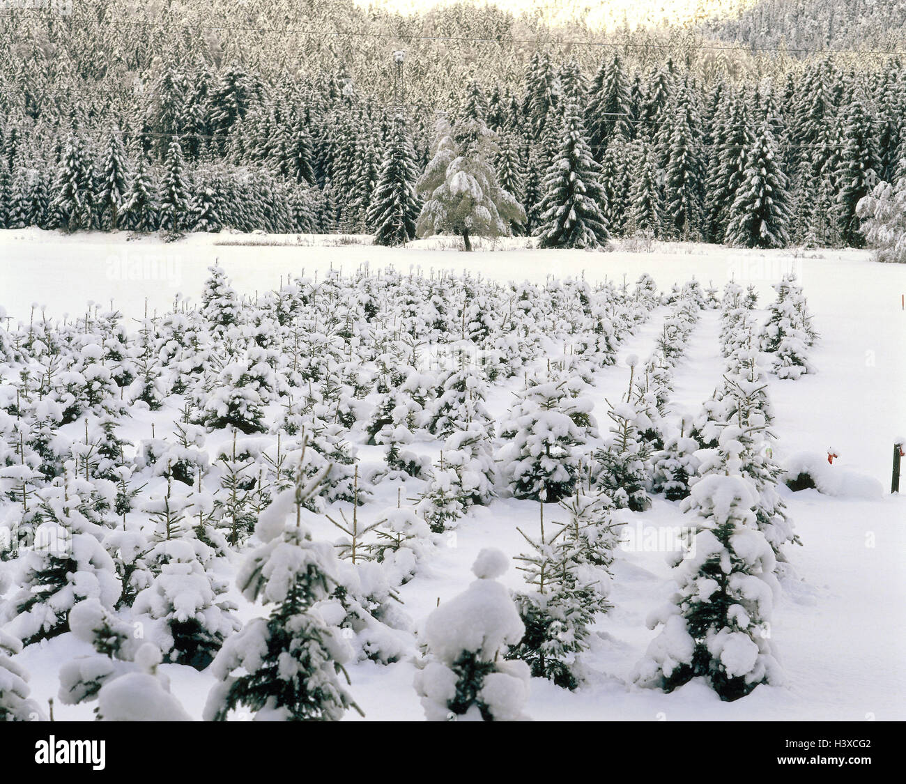 Nursery garden, conifers, Züchtung, Christmas trees, winters, winter wood, wood, Jung's trees, reforestation, forestry, wooden economy, trees, nature, fresh snowfall, season, wintry Stock Photo