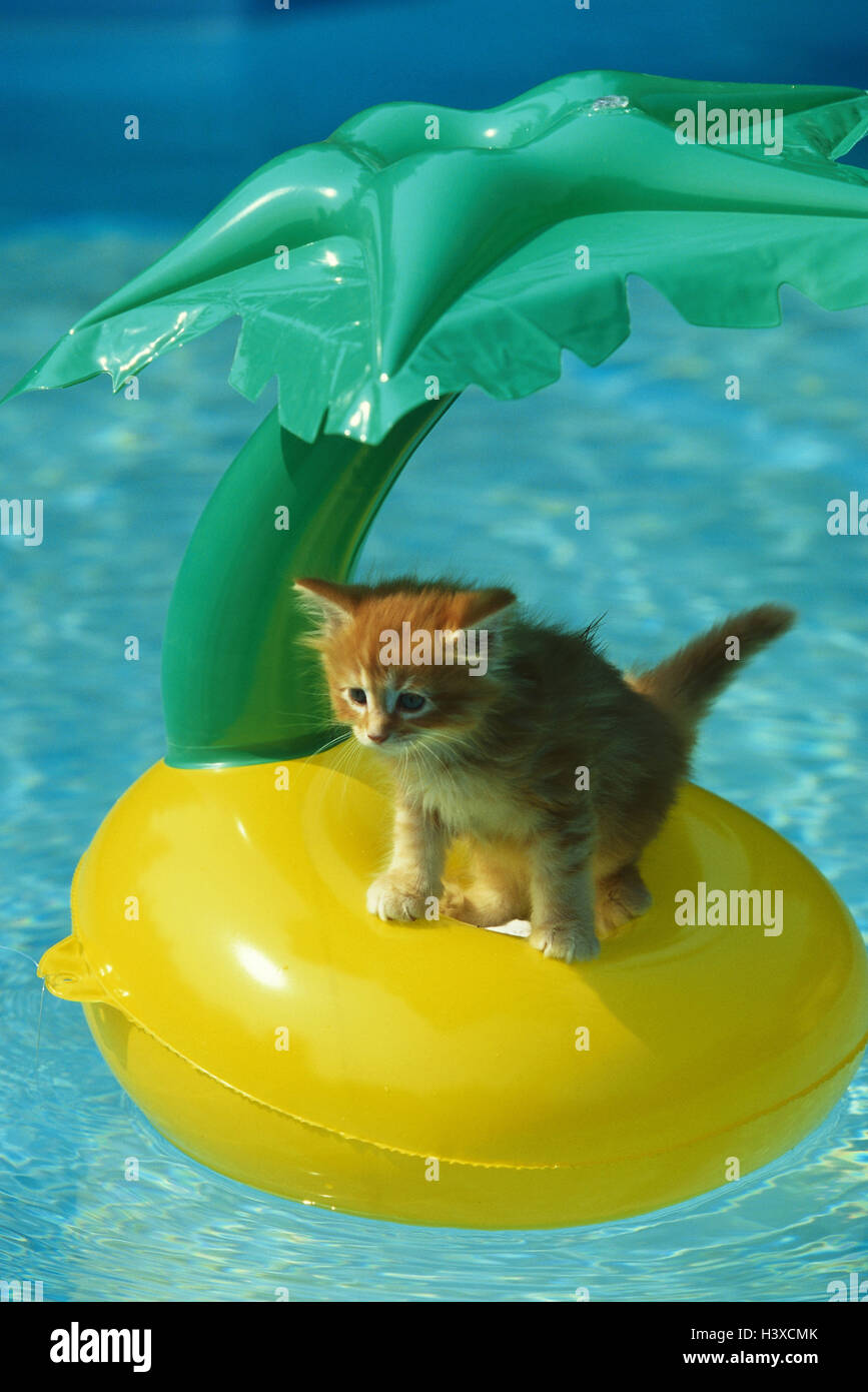Swimming pool, cat, young, sit, palm island, pneumatically, animal