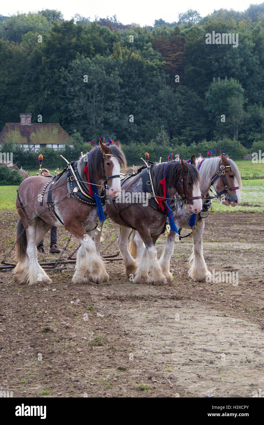 Horse drawn harrow hires stock photography and images Alamy