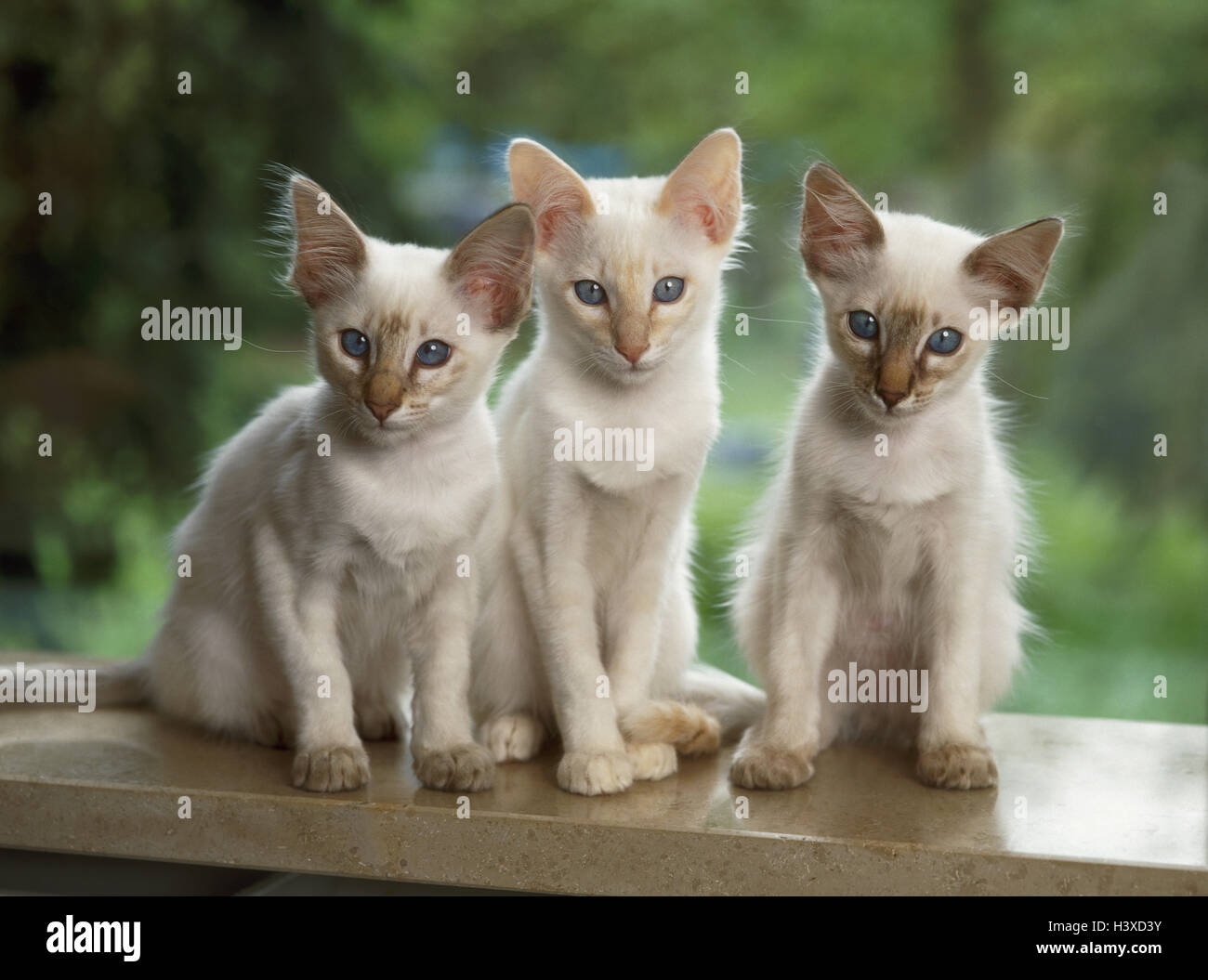 Sill, Balinesische cats, three, young, sit, cat, cats, Balinese Lilac