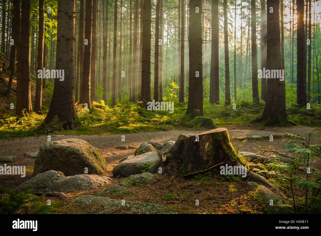 Beautiful rays of morning sunlight in green forest Stock Photo - Alamy