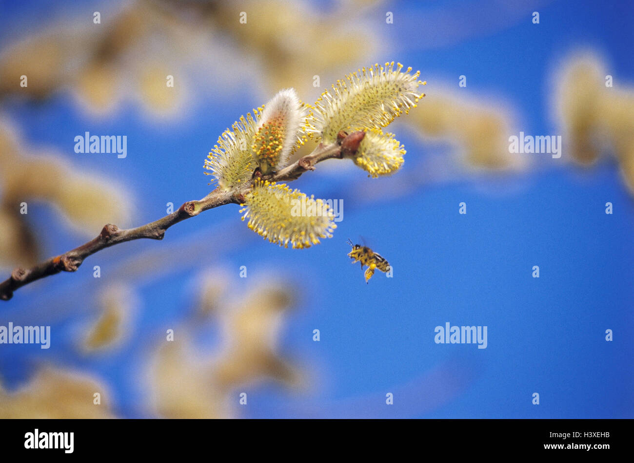 Catkins, branch, detail, bee, pasture, Salix, Sallow, pussy willow ...
