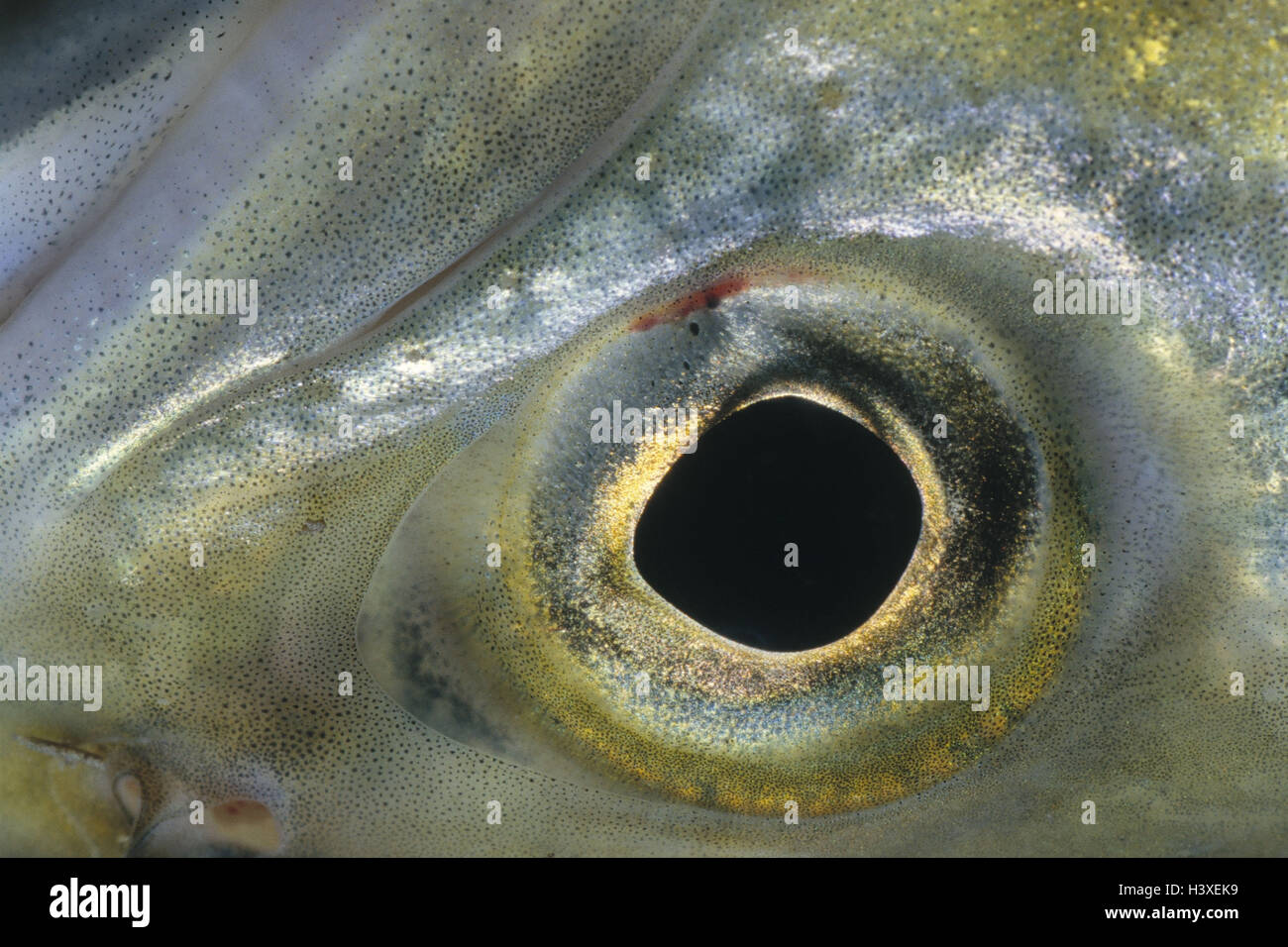 River trout, Salmo trutta forma fario, eye, close up, fish the year ...