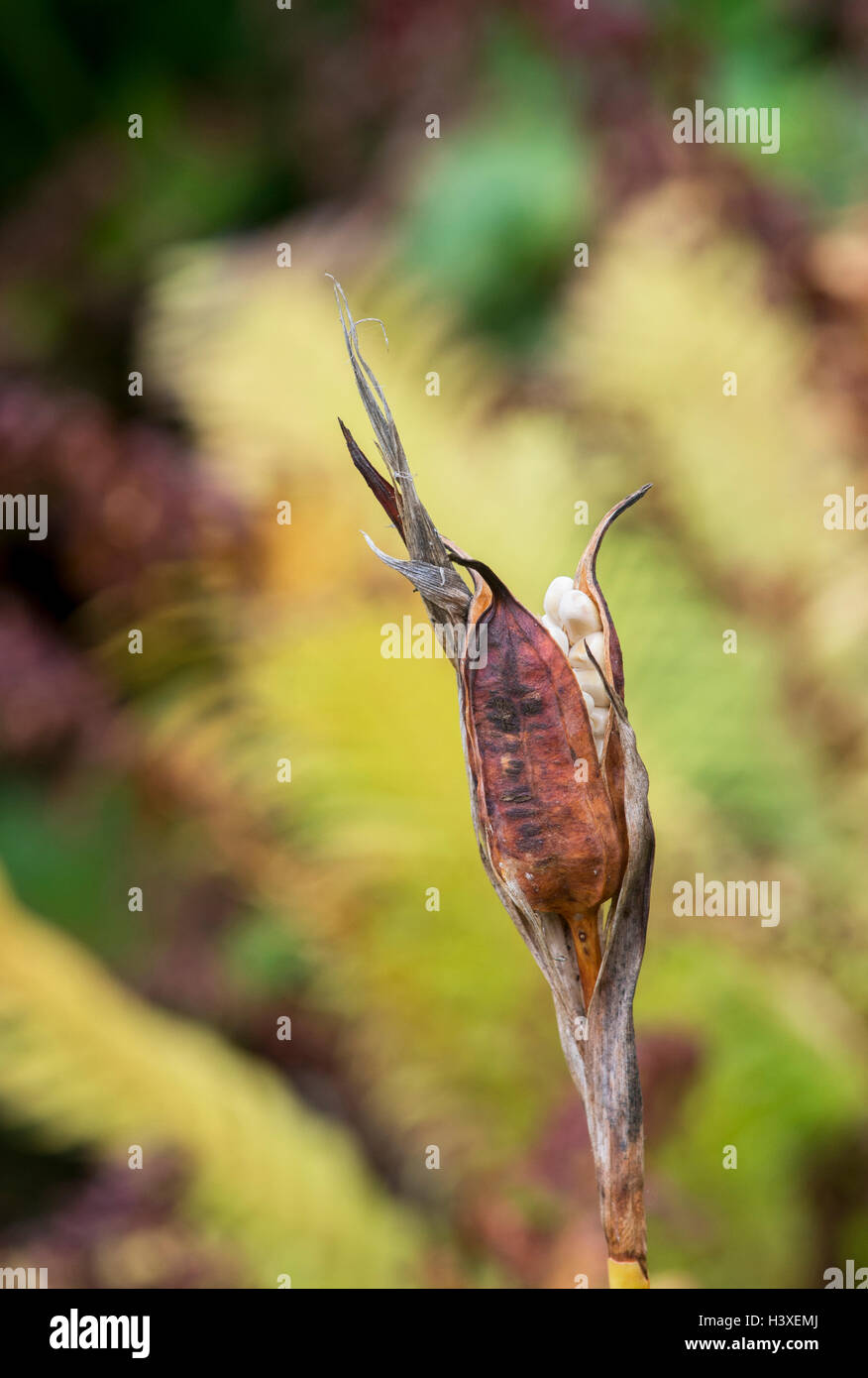 Spuria Iris. Iris ‘Norton sunlight’ seed pods in autumn Stock Photo