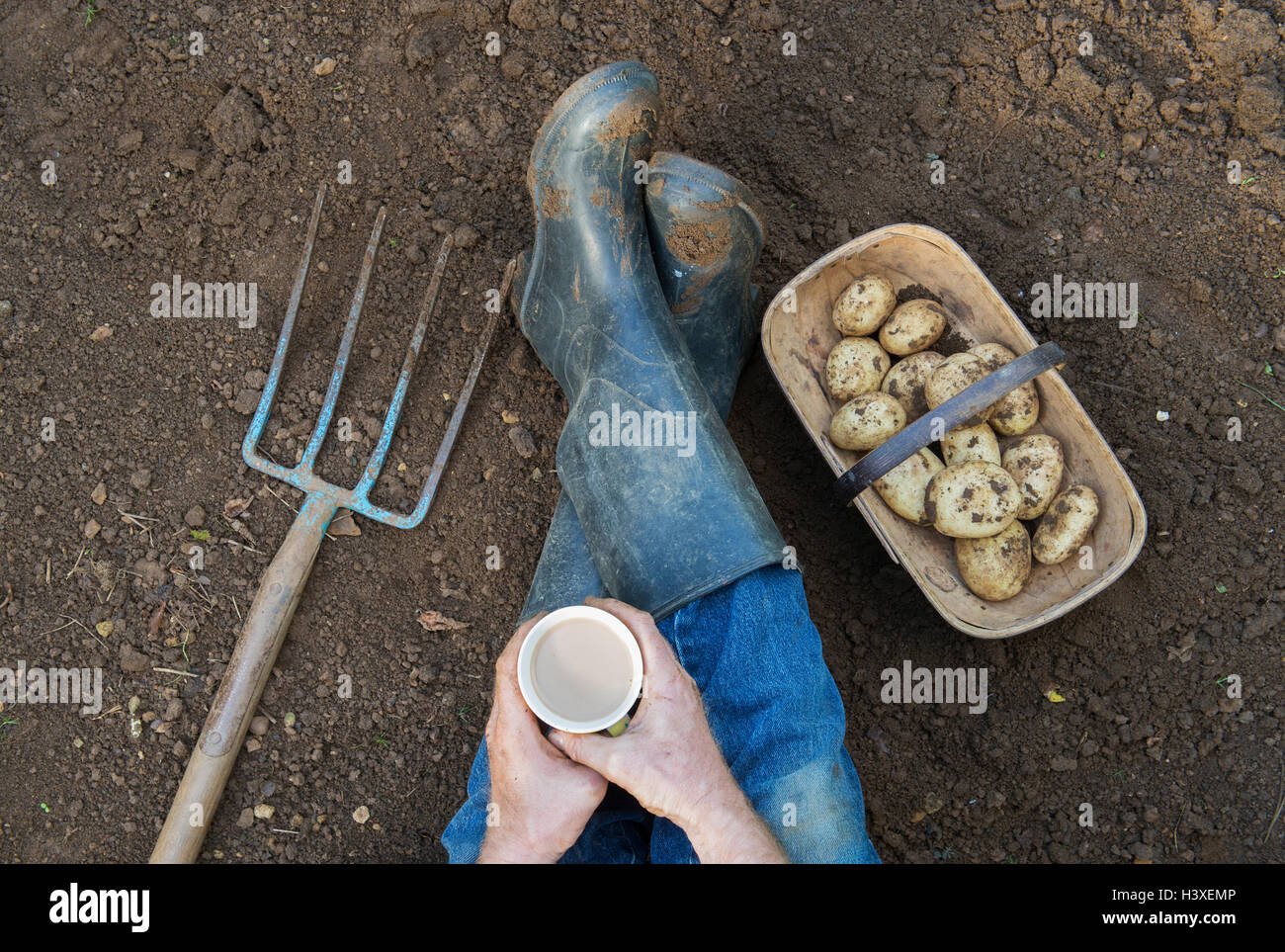 Gardener taking a tea break from digging up potatoes from above Stock