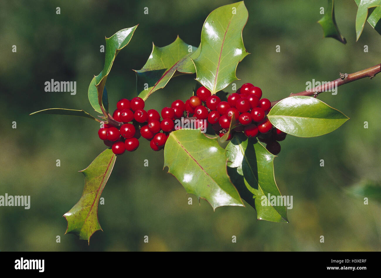 Holly, Ilex aquifolium, detail, leaves, fruits, red, nature, vegetation