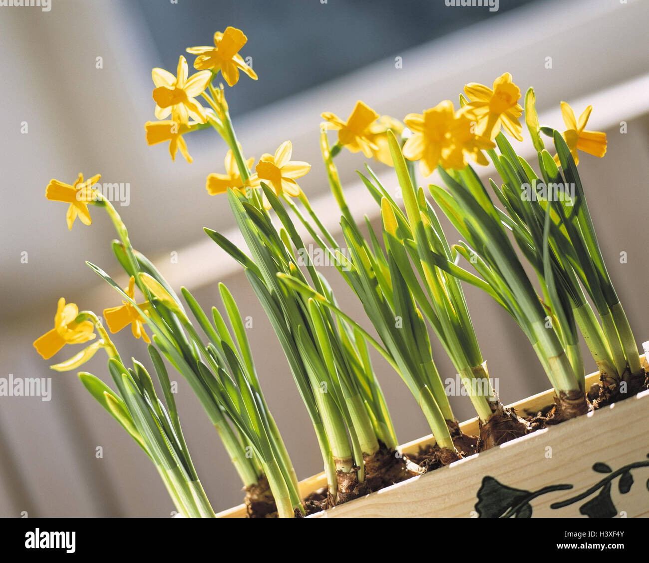 Window Box Narcissi Easter Decoration Potted Plants Indoor
