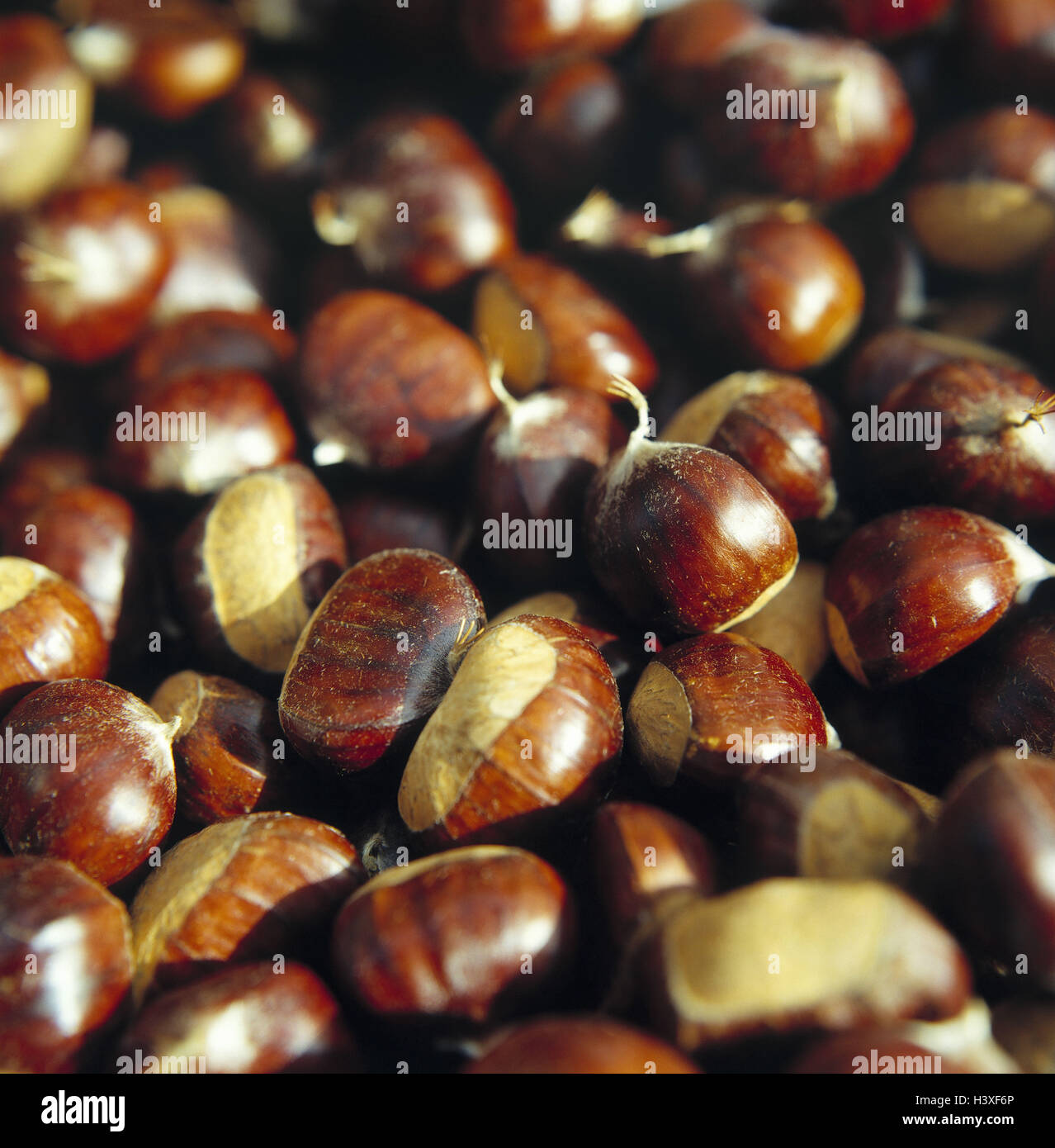 Castanea Sativa Real Chestnut High Resolution Stock Photography and ...