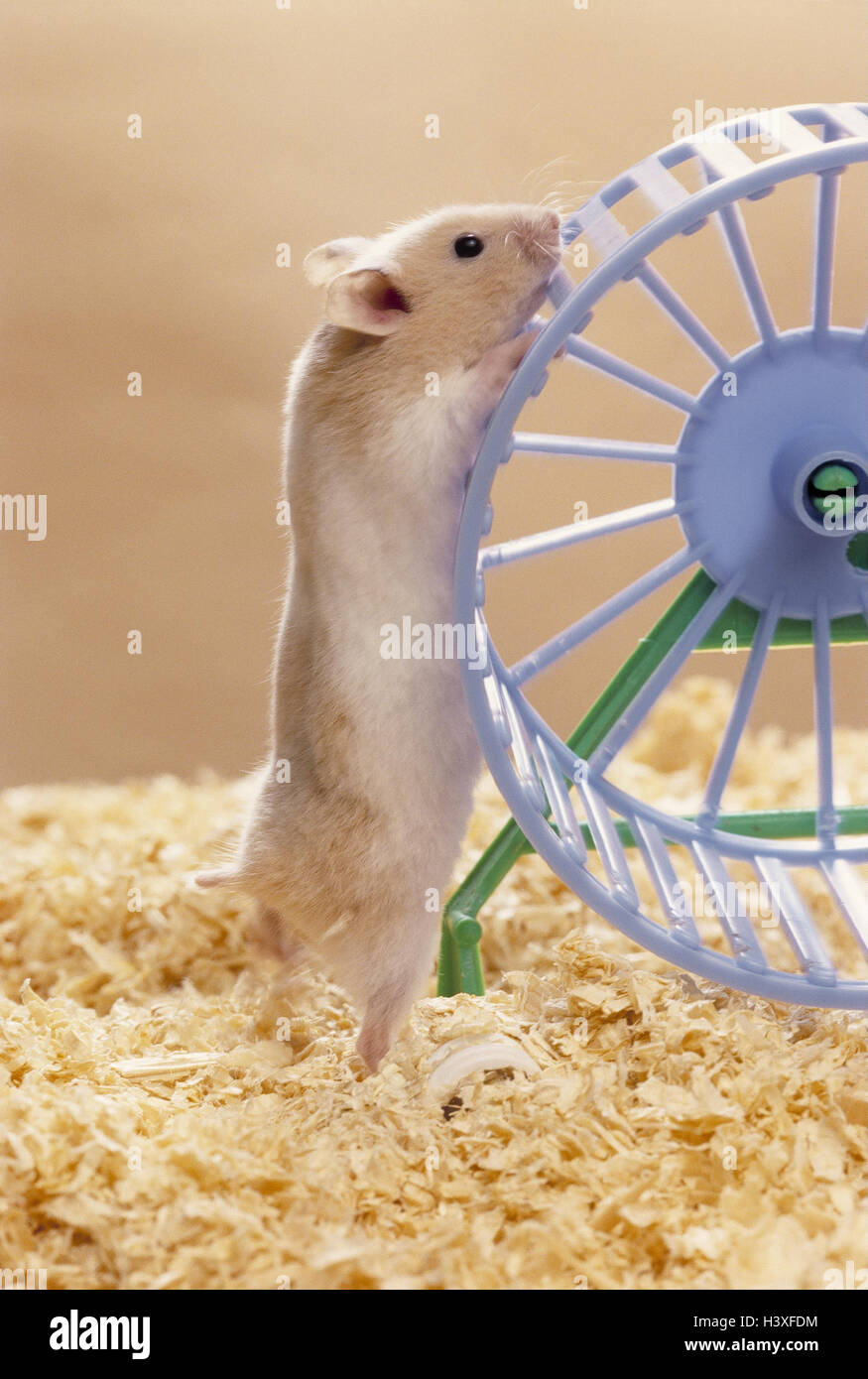 Syrian golden hamster, Mesocricetus auratus, traversing wheel, mammals