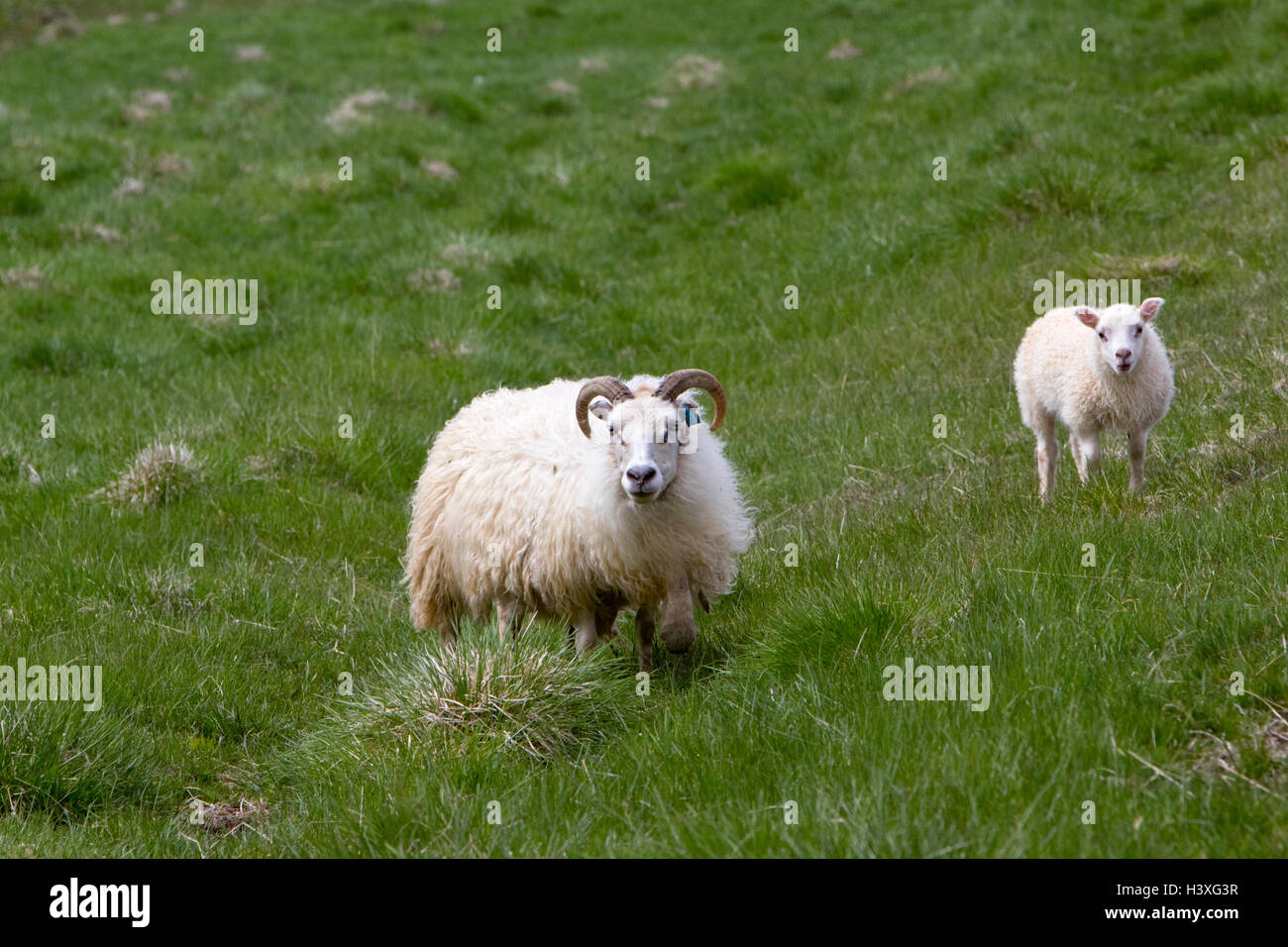 Icelandic sheep ewe with lamb iceland Stock Photo