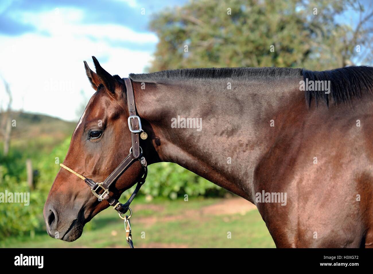 Stallion glowing in the evening sunshine in the estancia stables, Cordoba, Argentina Stock Photo