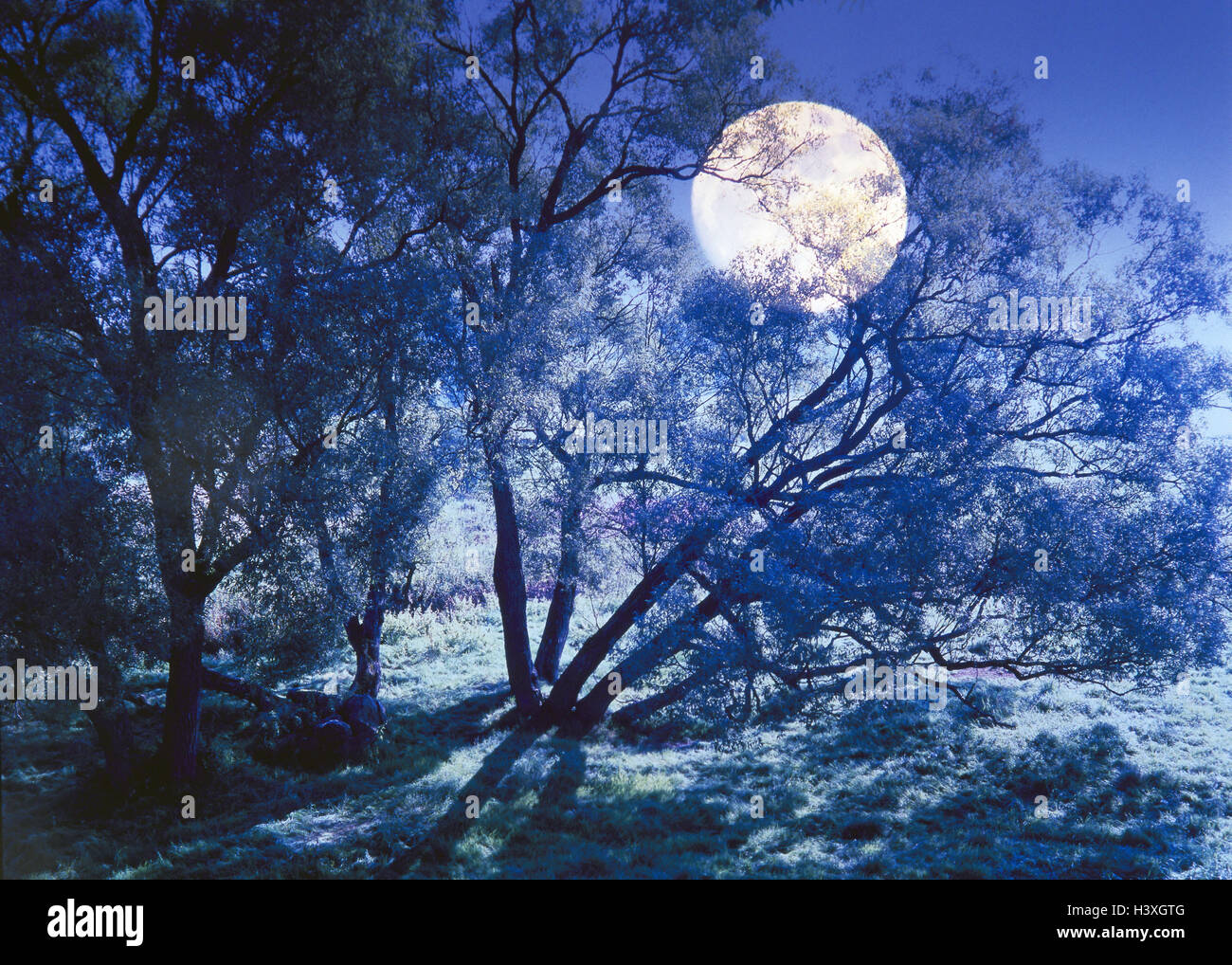 Ouch Pastures Full Moon Scenery Trees Moon Rising Moonlight Stock Photo Alamy