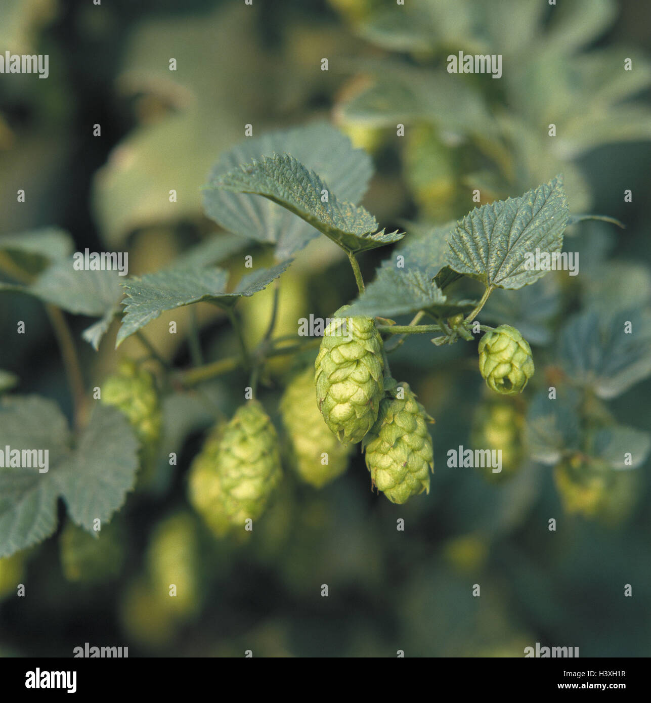 Hops, Humulus lupulus, detail, umbels, blossoms, hemp plant, climber, climbing plant, green, beer, brewing, component, plant, useful plant, hop umbels, fruit plugs Stock Photo