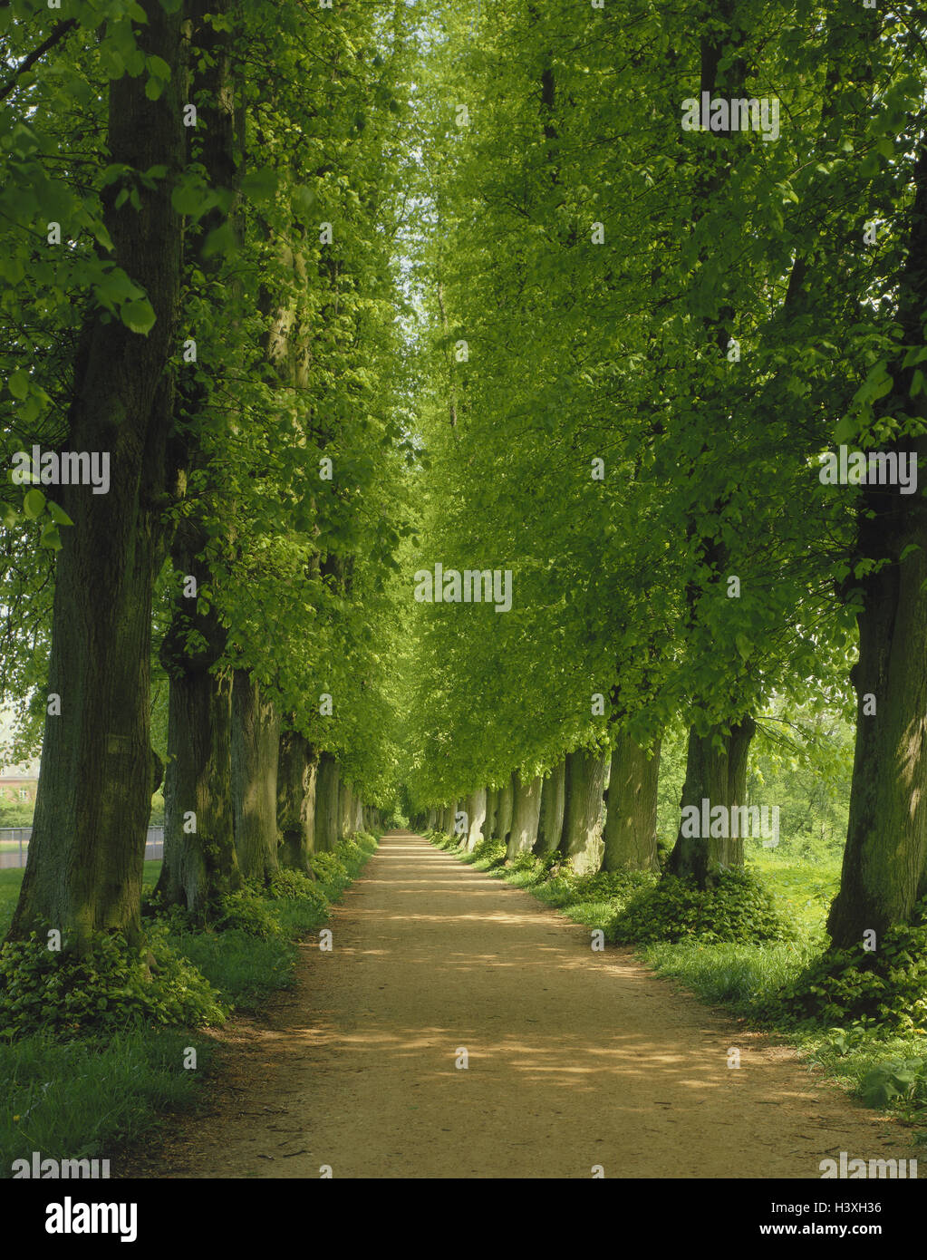Lime avenue, summer, trees, avenue, lime-trees, way, Stock Photo