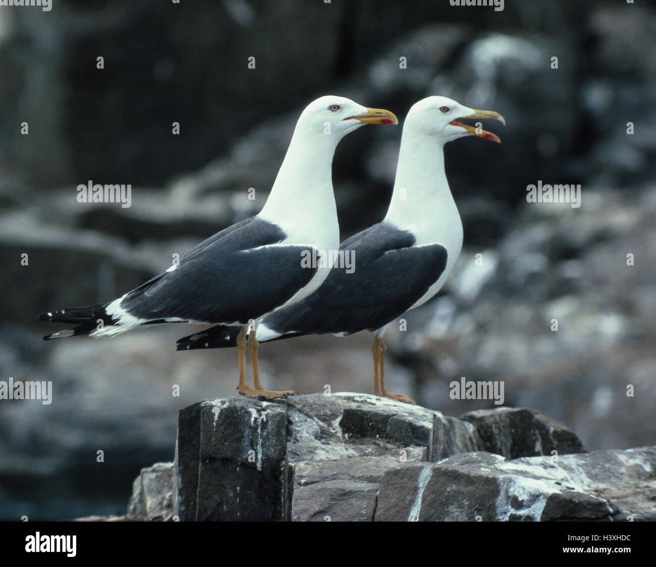 Herring gulls, two, Larus fuscus animals, wild animals, birds, Watvögel, gull birds, gulls, animal lives Stock Photo