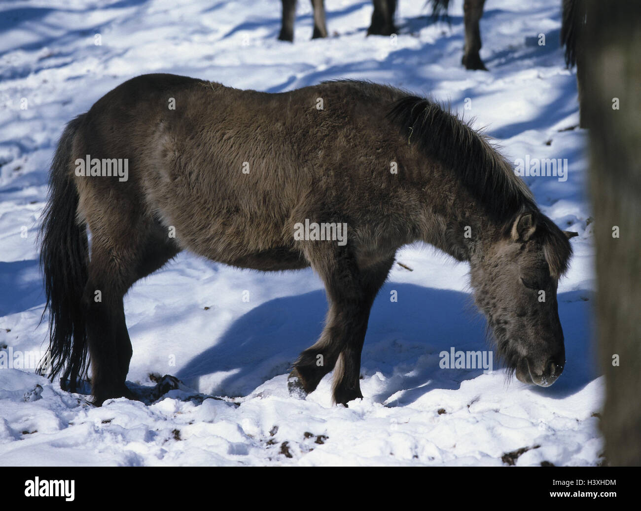 Tarpan, Equus przewalskii, wild horse's race animal, animals, mammal, mammals, Mammalia, horse, horses, Prschewalskipferd, Einhufer, uncloven-hoofed animals, Equidae, Equus, race, horse's race, thoroughbred horses, wild horse, winter, snow, food search Stock Photo