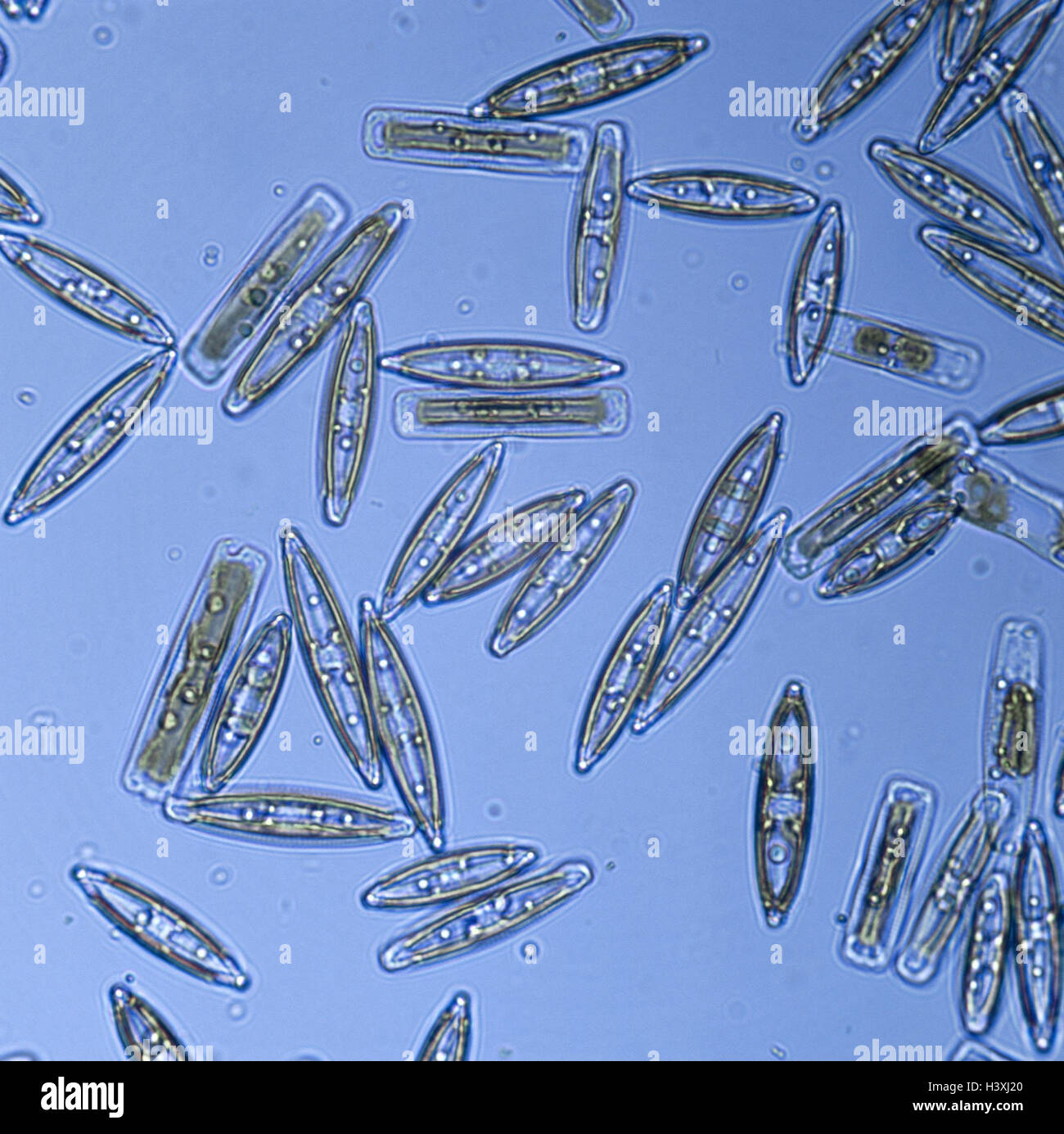 Microscope recording, pebble algae, plants, algae, single-cell, protozoon, Diatomeen, Diatomeae, Bacillariophyceae Stock Photo