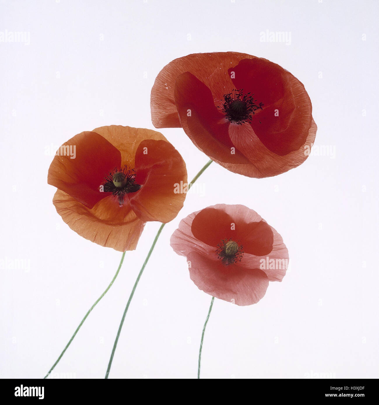 Clap poppy seed, Papaver spec., plants, flowers, poppy seed, poppies