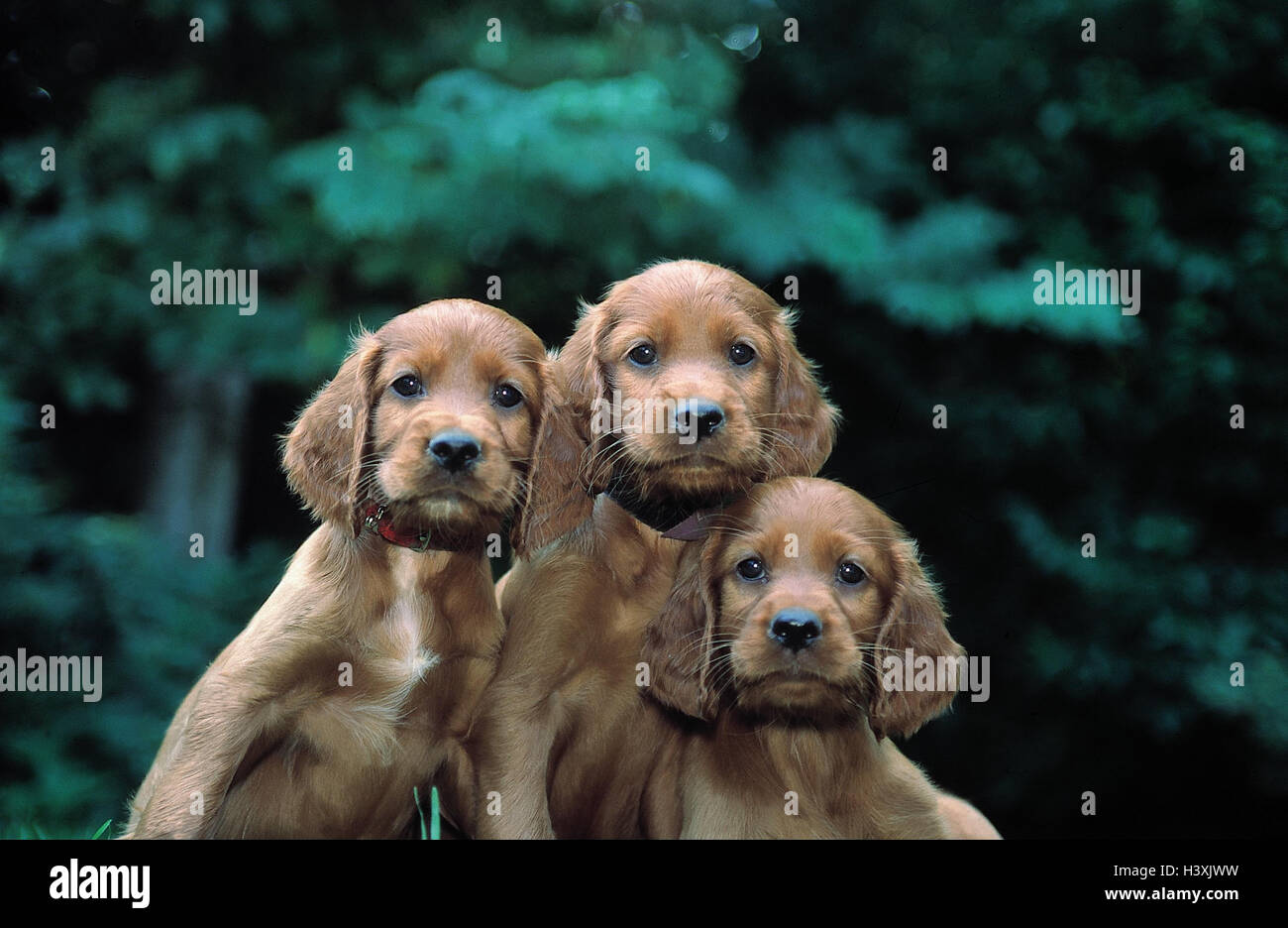 Irish setter, puppy, portrait, outside, animals, mammals, Irish setters, three, dogs, Canidae, young, young animals, red spaniel, accompanying dogs, puppies, pedigree dogs, dog breed, pets, hounds Stock Photo