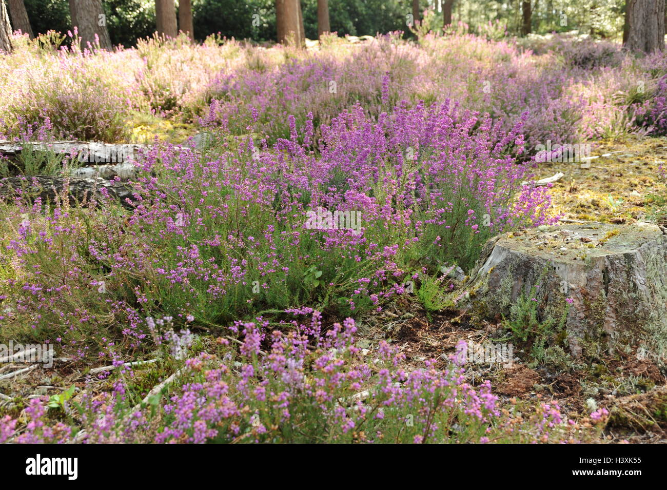 Pink flowering Heather with fungi growing on a tree stump in the fore-ground Stock Photo