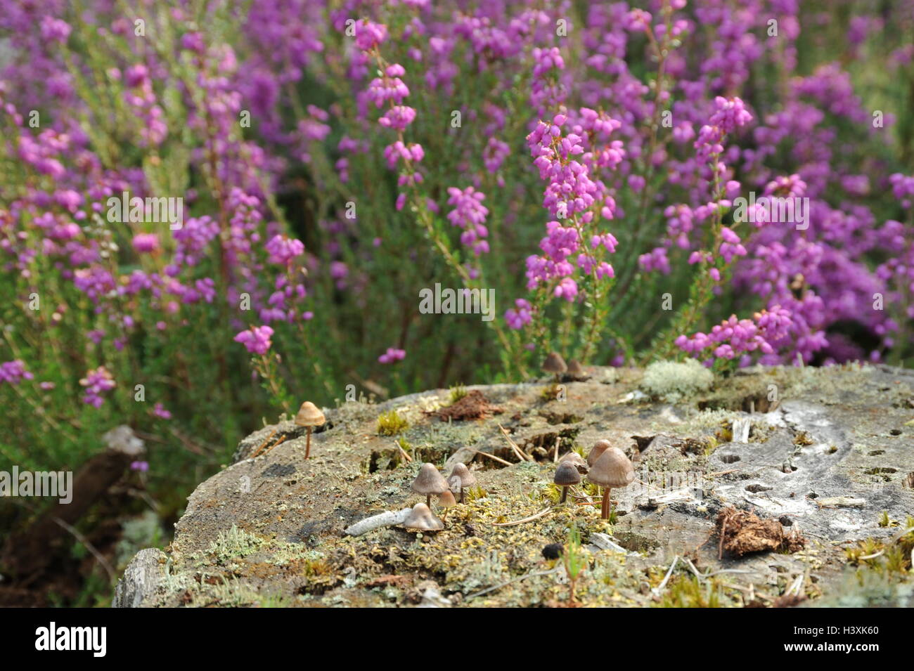 Pink flowering Heather with fungi growing on a tree stump in the fore-ground Stock Photo