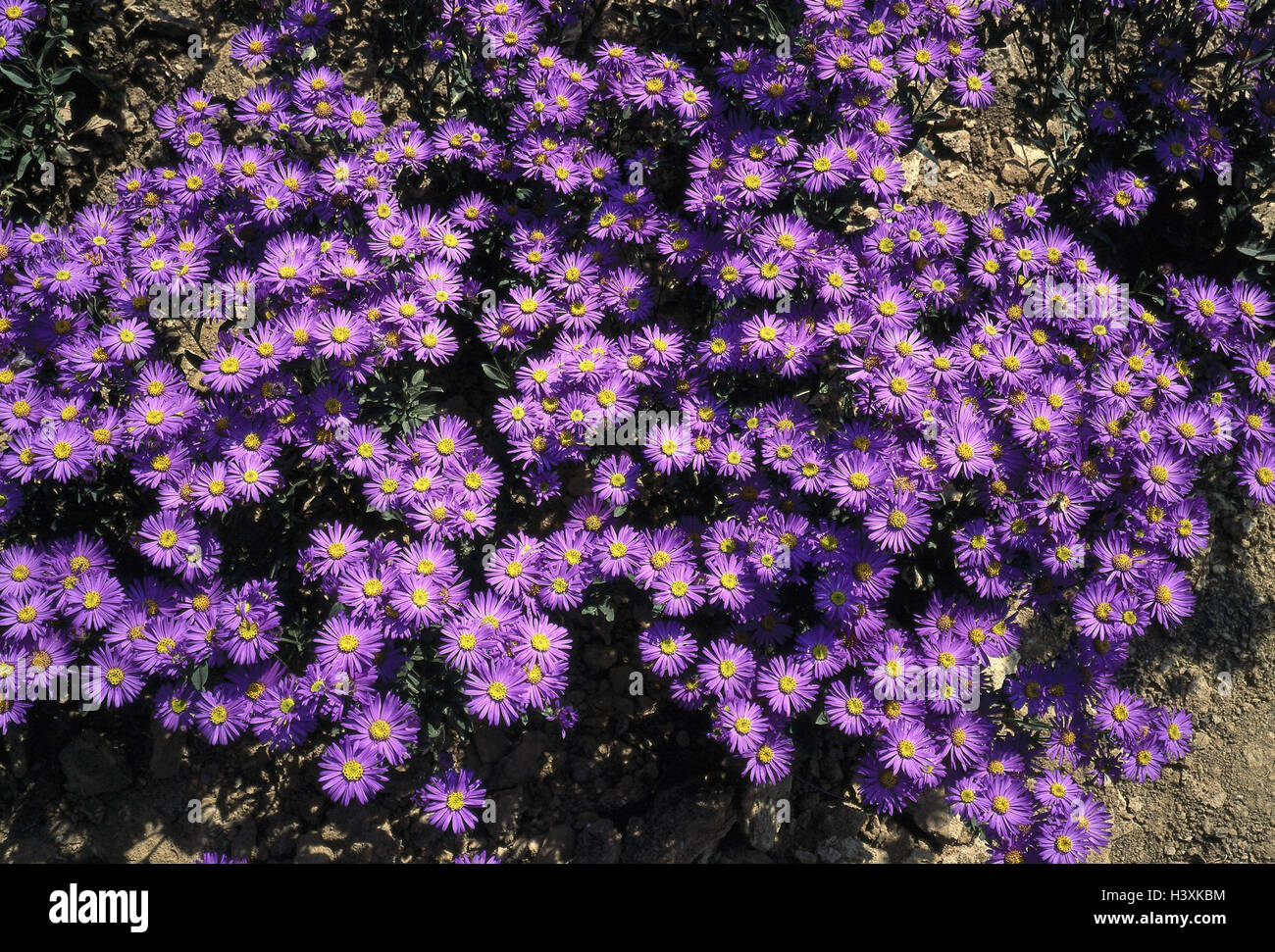 Autumn asters, aster amellus aster, asters, autumn aster, shrub aster, Stock Photo