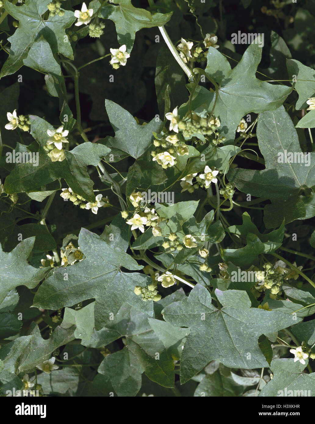 Zweihäusige fence turnip, Bryonia dioica, close up, nature, botany