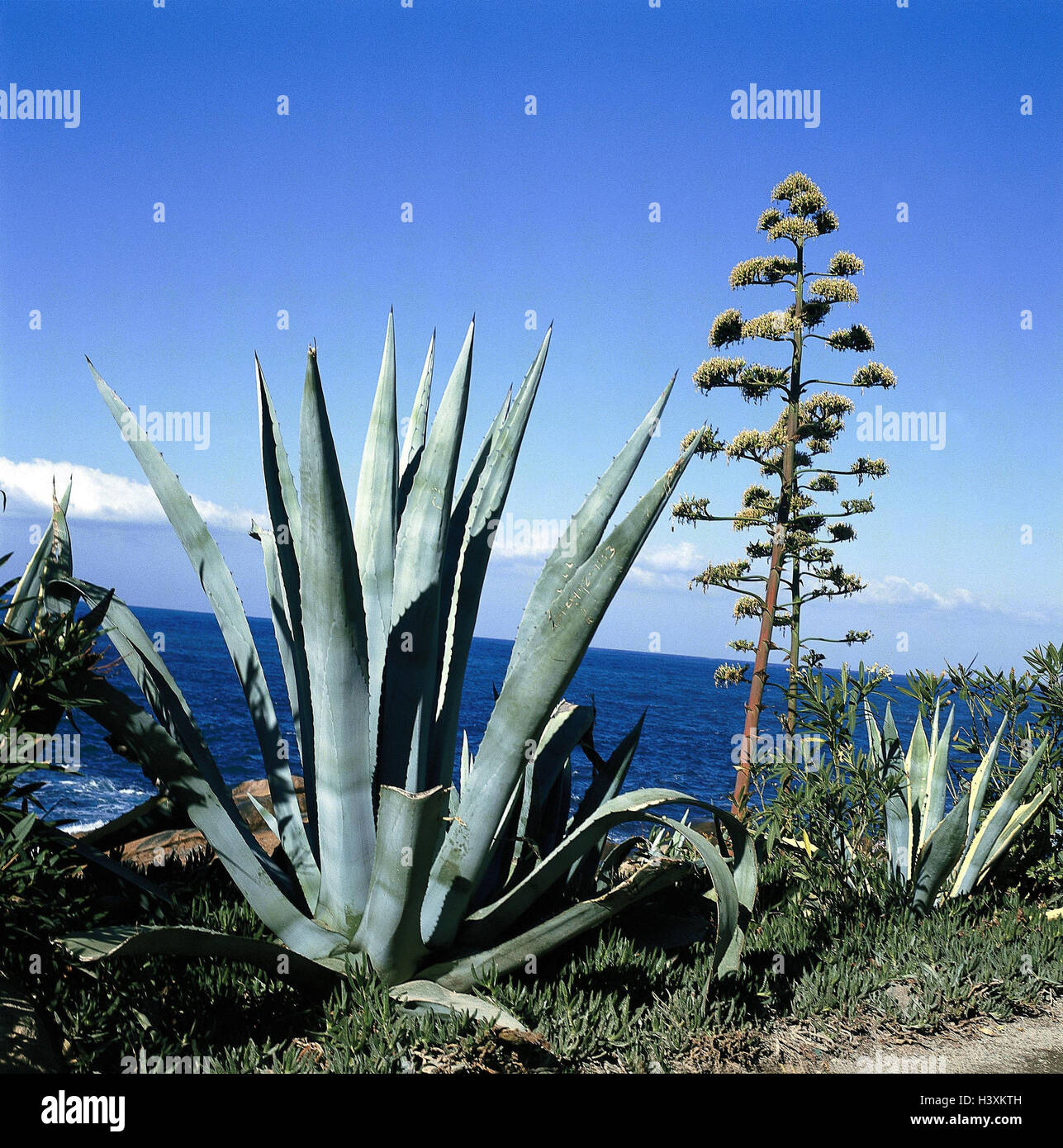 Sea, coast, agaves, blossoms, coastal region, vegetation, nature ...