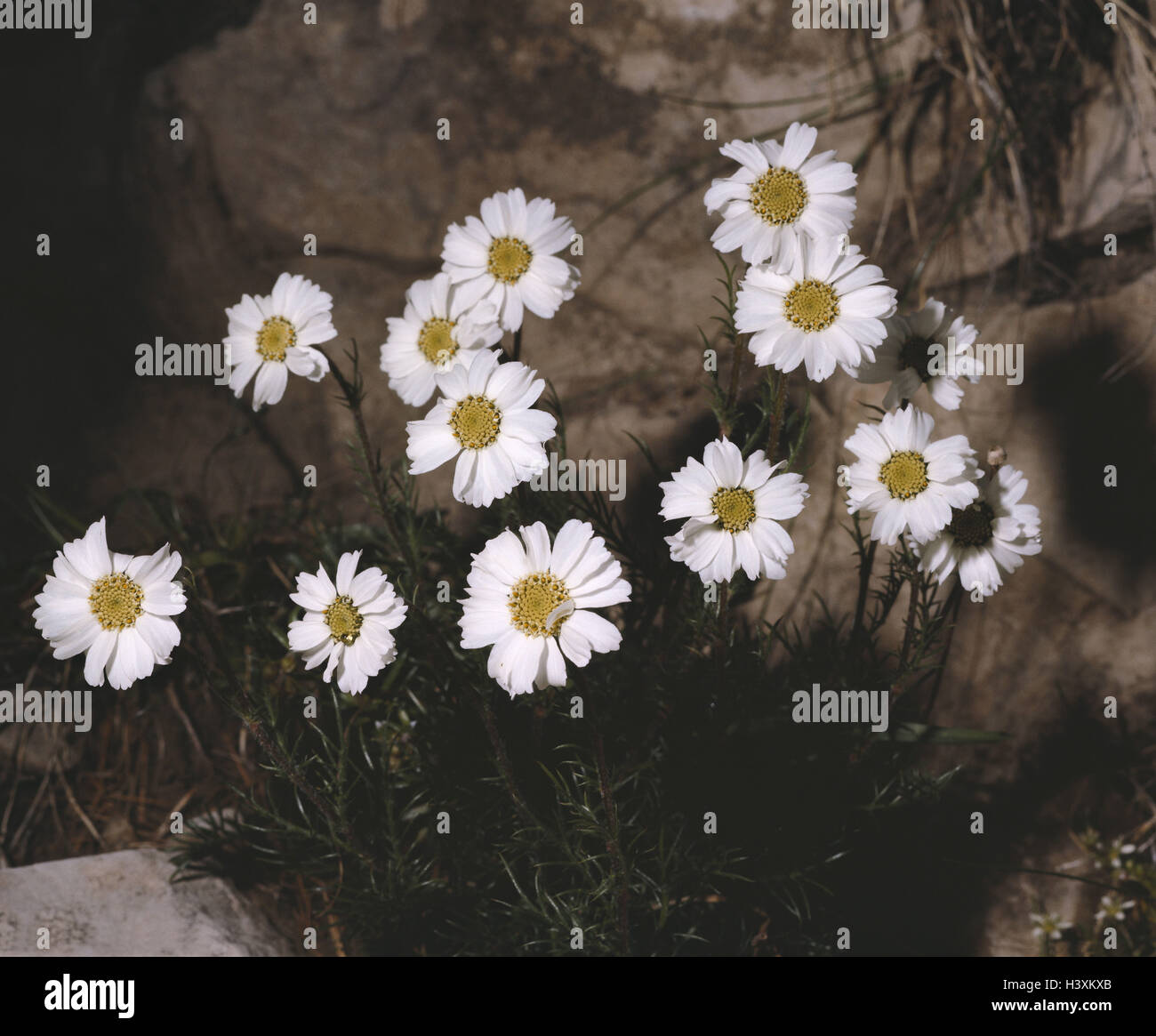 Dolomiten-Schafgarbe, Achillea oxyloba, blossoms, close up, nature, botany, flora, plants, flowers, Alpine flowers, Alpine flora, Schafgarbe, wicker blossom plants, Compositae, blossom, white, period bloom, from June to September, Stock Photo