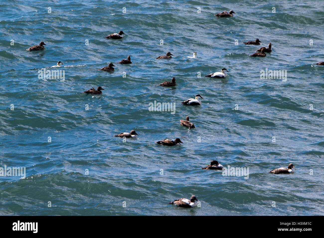 flock of common eider ducks in the sea Iceland Stock Photo