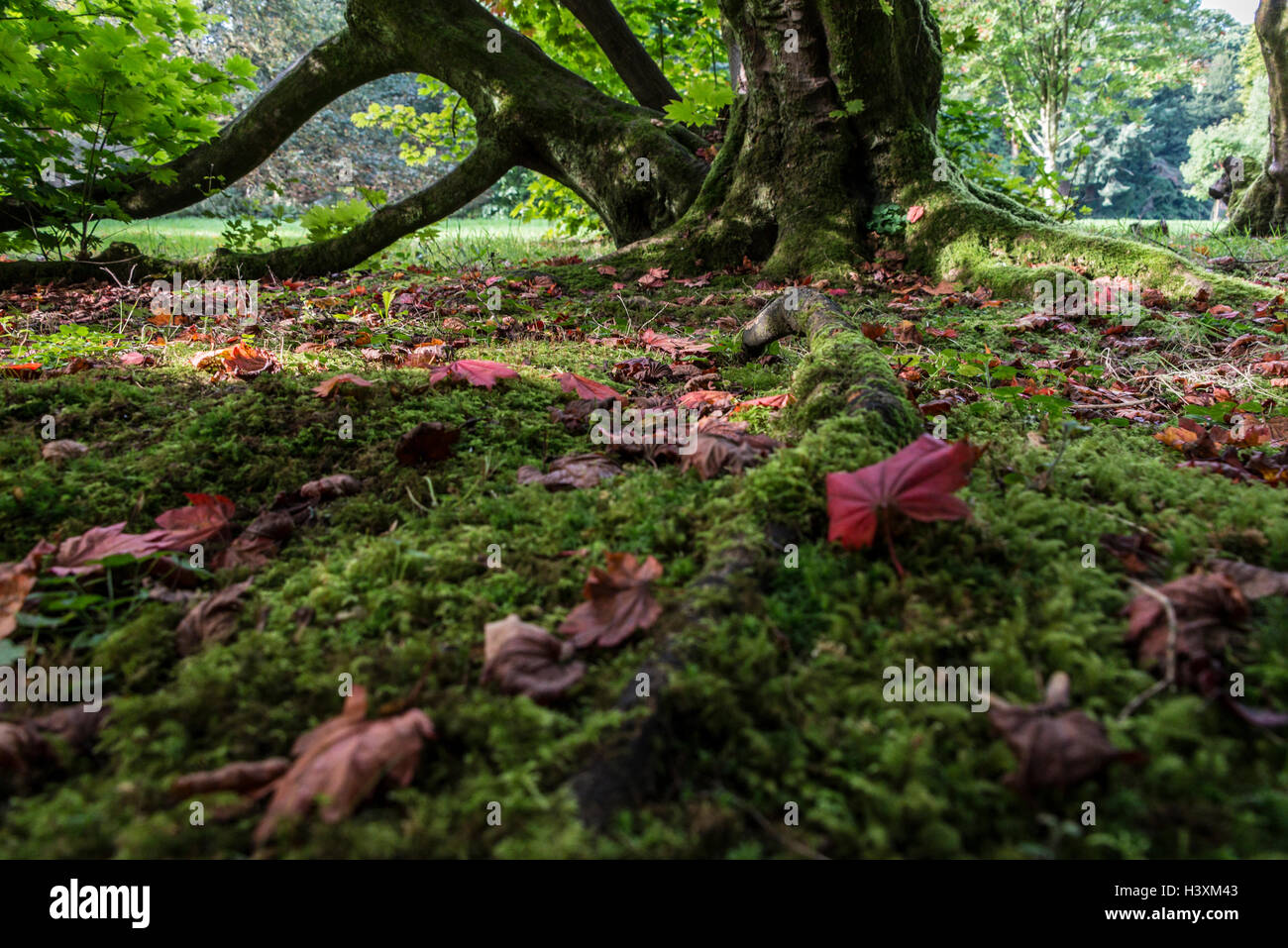 The roots, trunk and branches of an Acer japonicum Stock Photo - Alamy