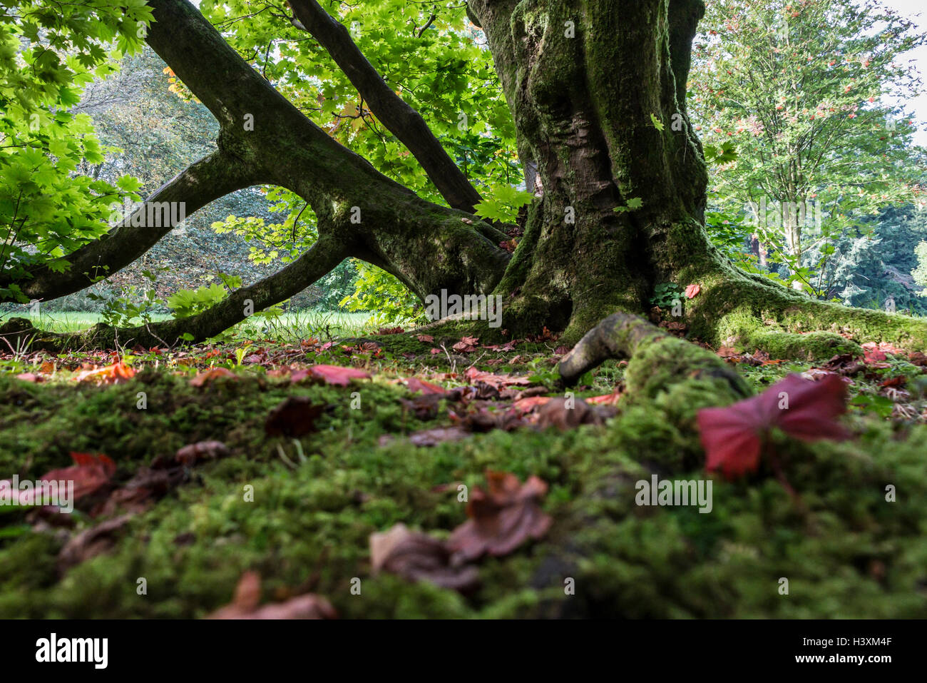 The roots, trunk and branches of an Acer japonicum Stock Photo - Alamy