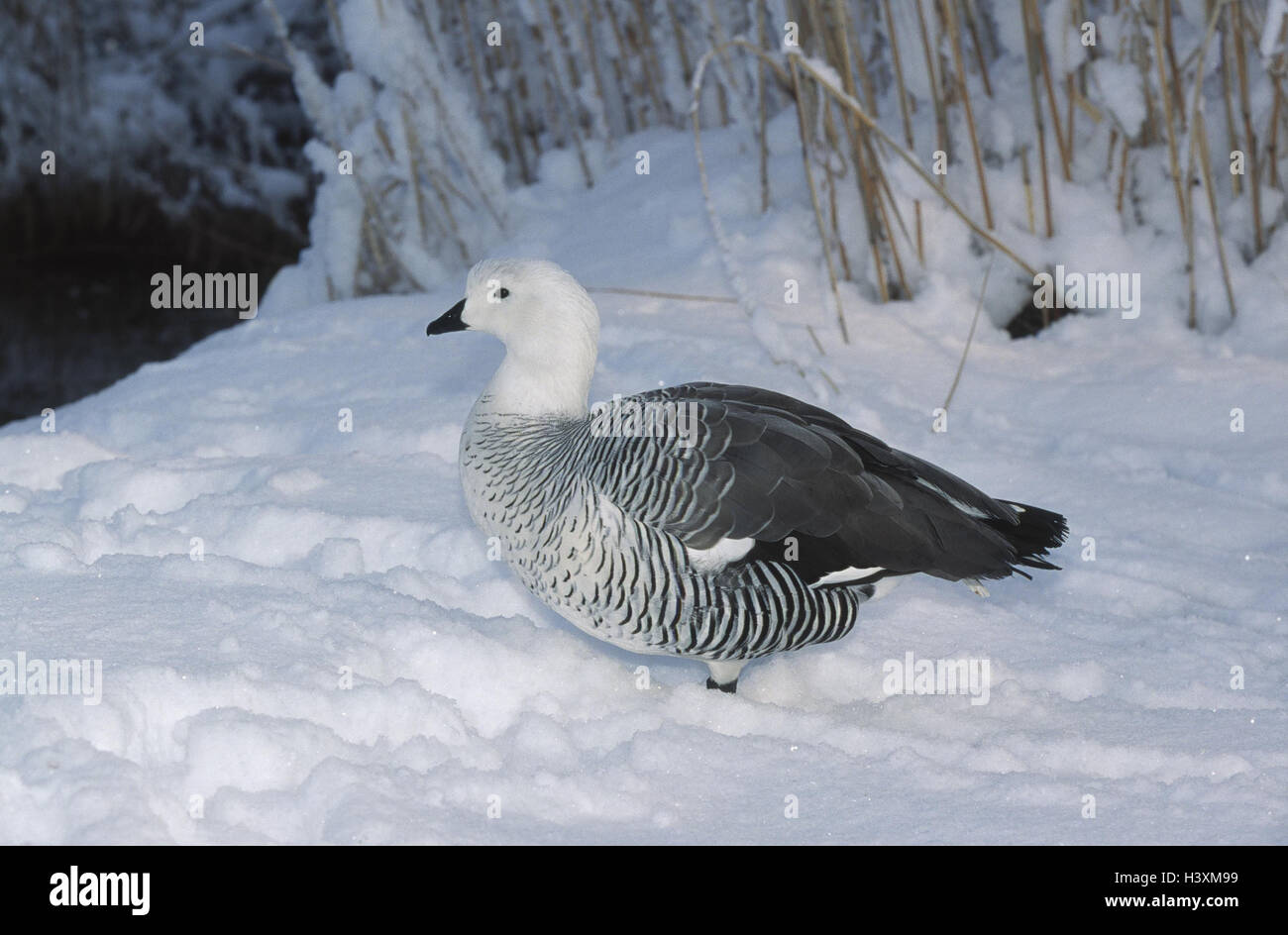 Reflector geese hi-res stock photography and images - Alamy
