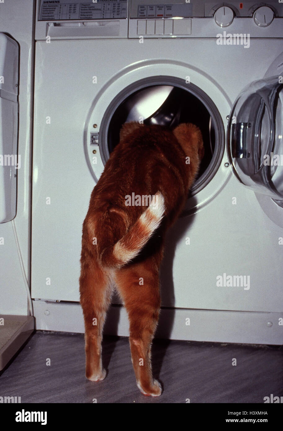 Cat Climb Washing Machine Animal Animals Mammal Mammals